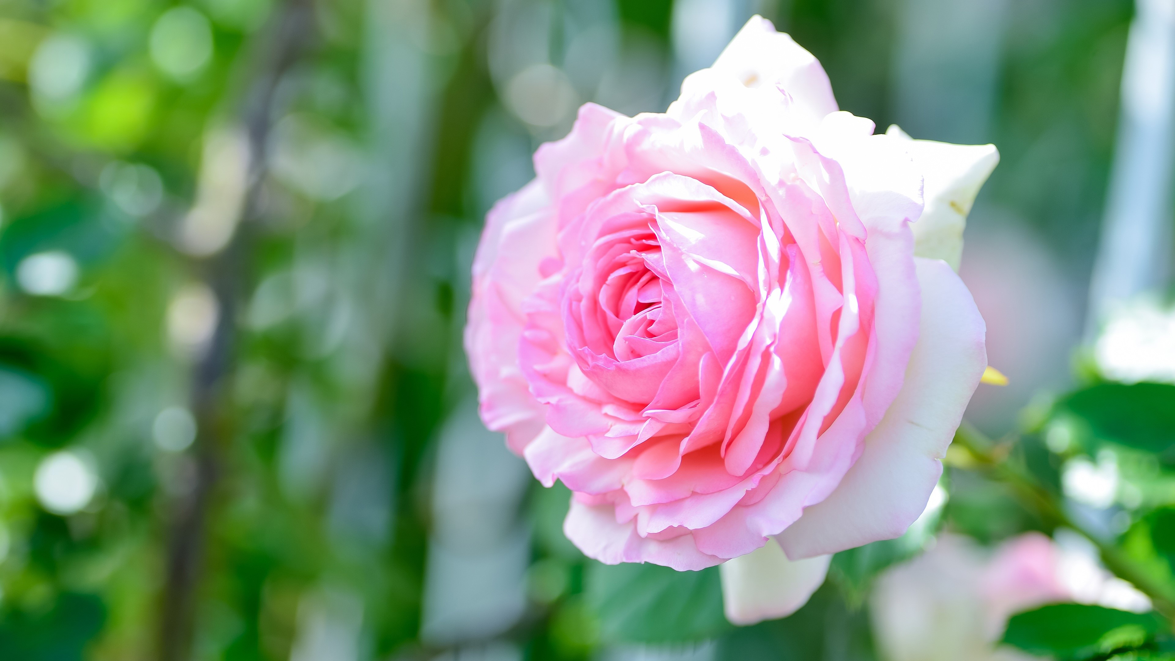 Pink Rose Closeup HD Wallpaper