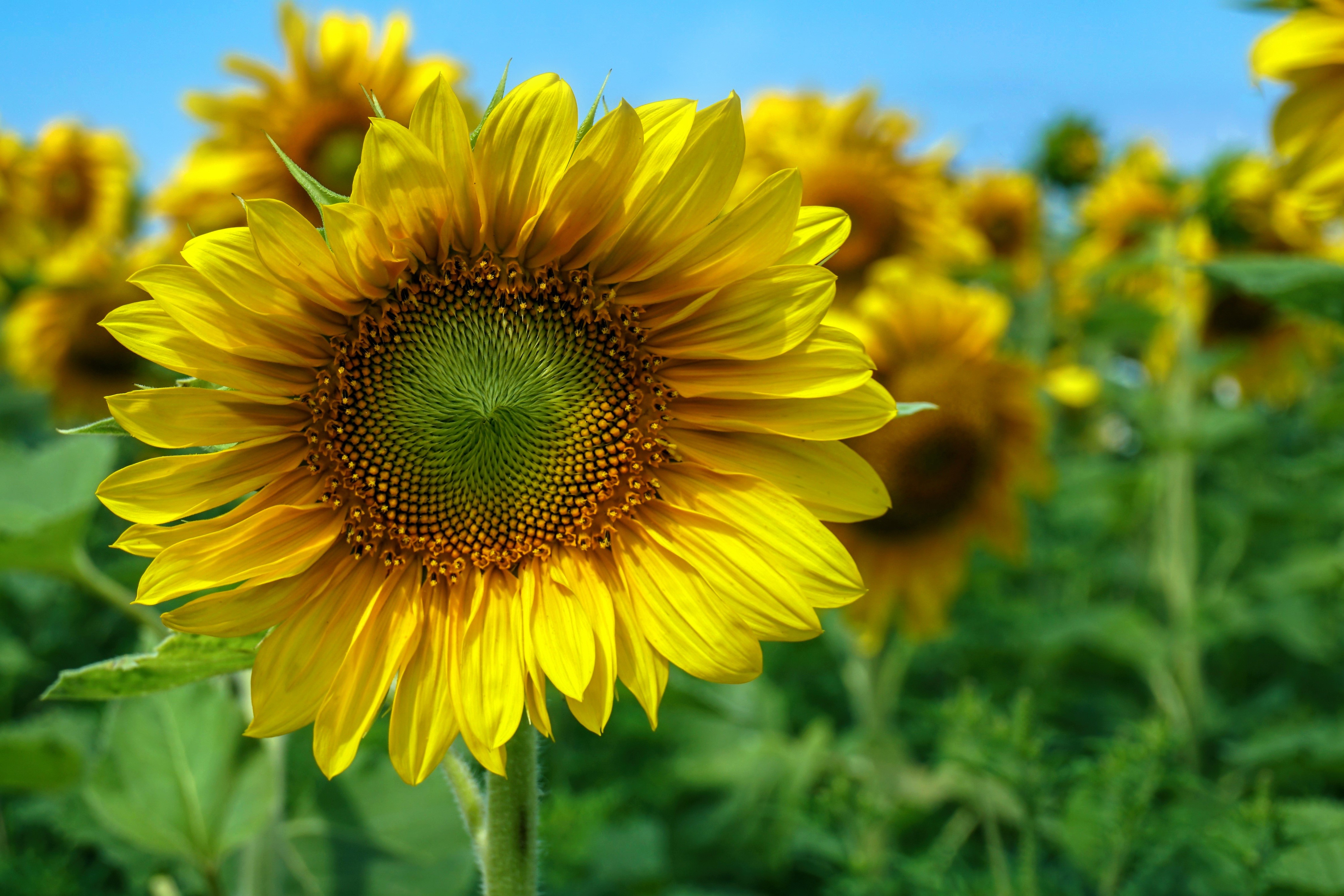 4K Closeup of Sunflowers with Bokeh HD Wallpaper