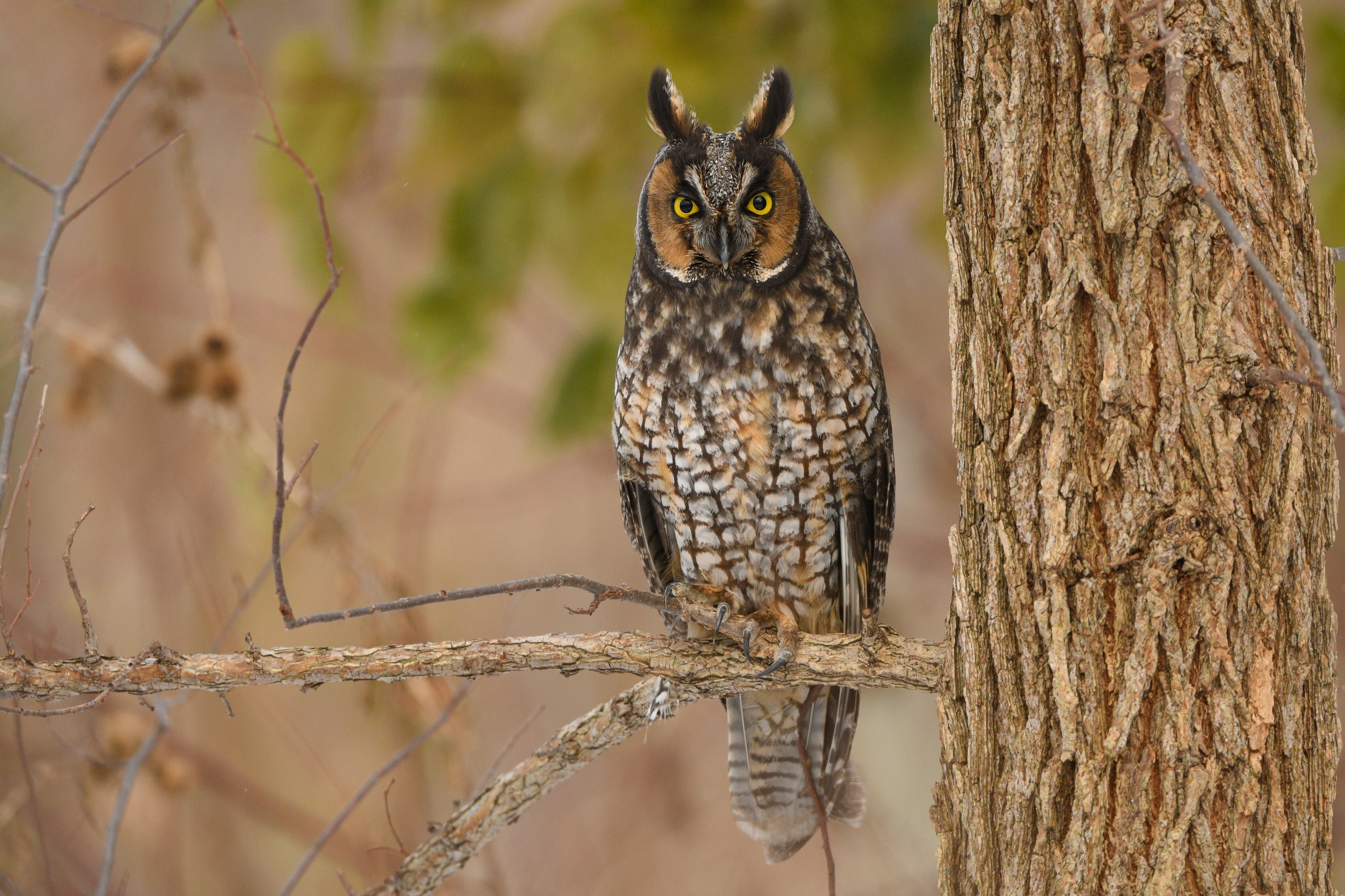 Long Eared Owl on Branches HD Wallpaper