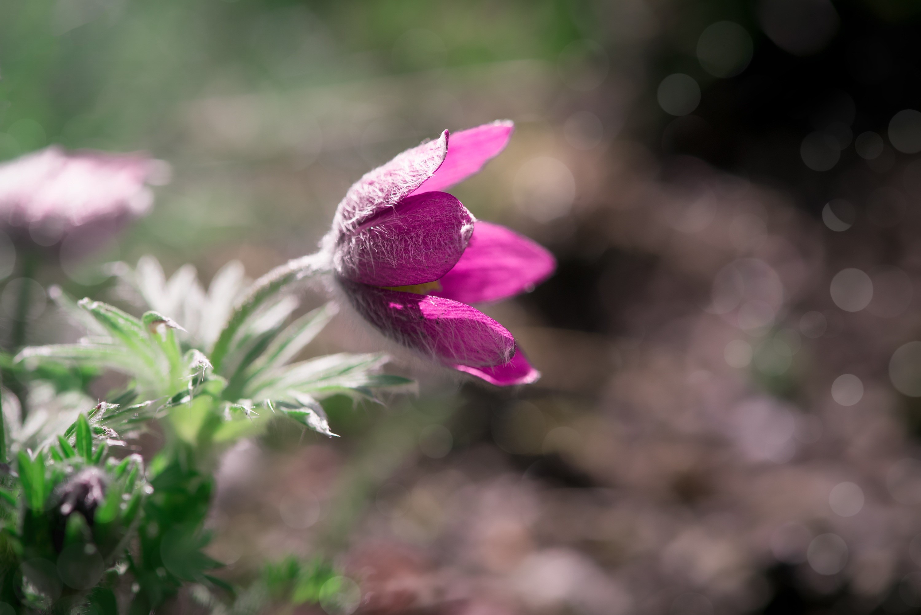 Pink Pulsatilla flower with bokeh background HD Wallpaper