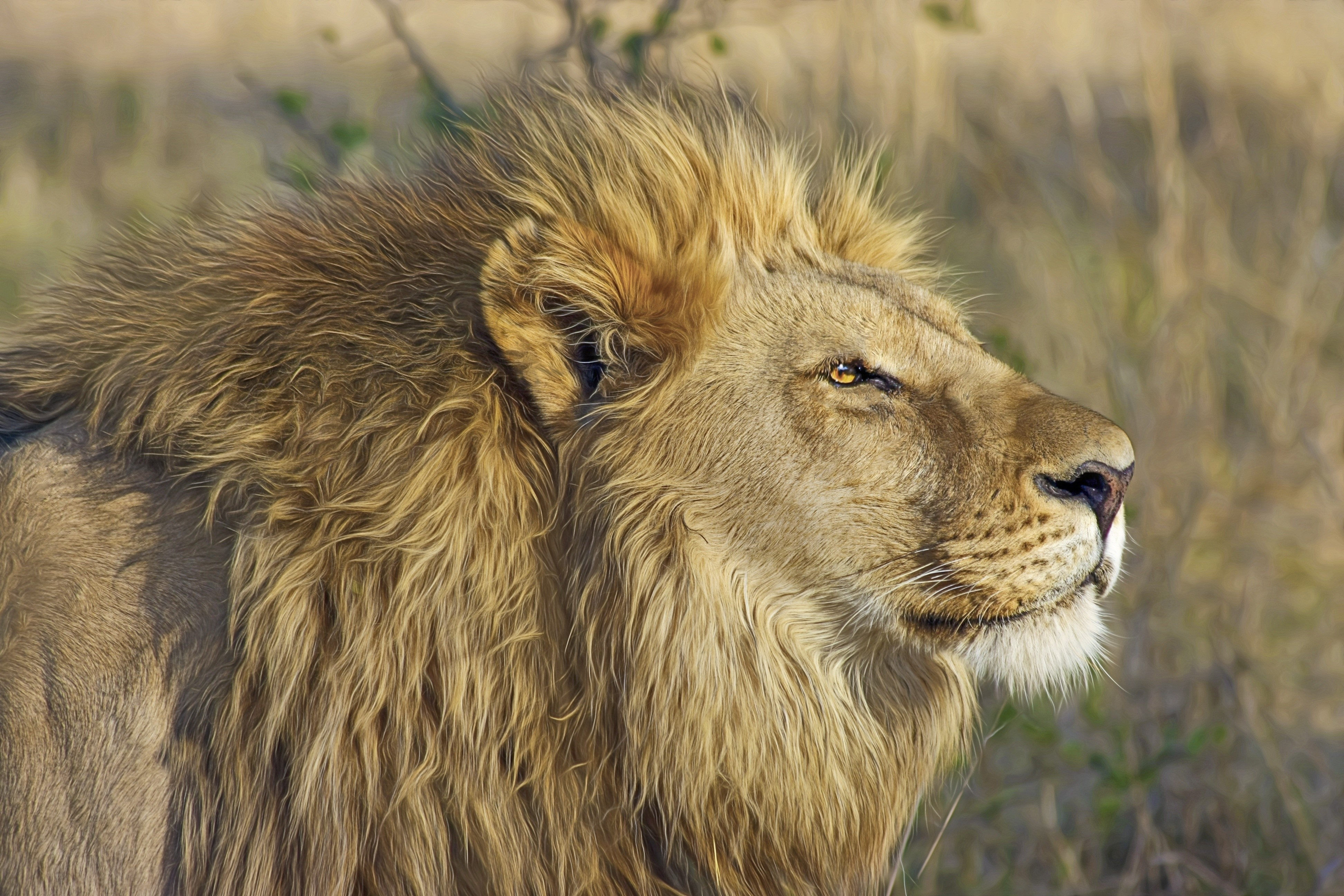 Lion's Head in Profile HD Wallpaper