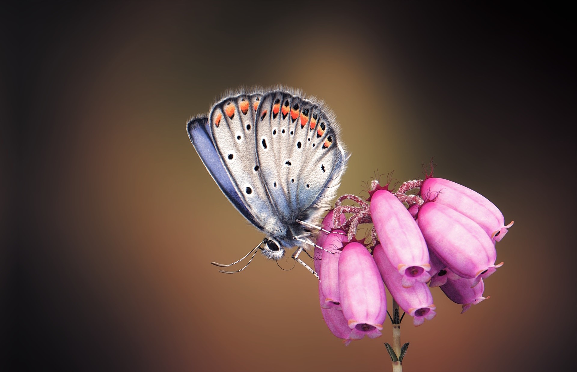 Silver-studded blue butterfly on pink flowers HD Wallpaper