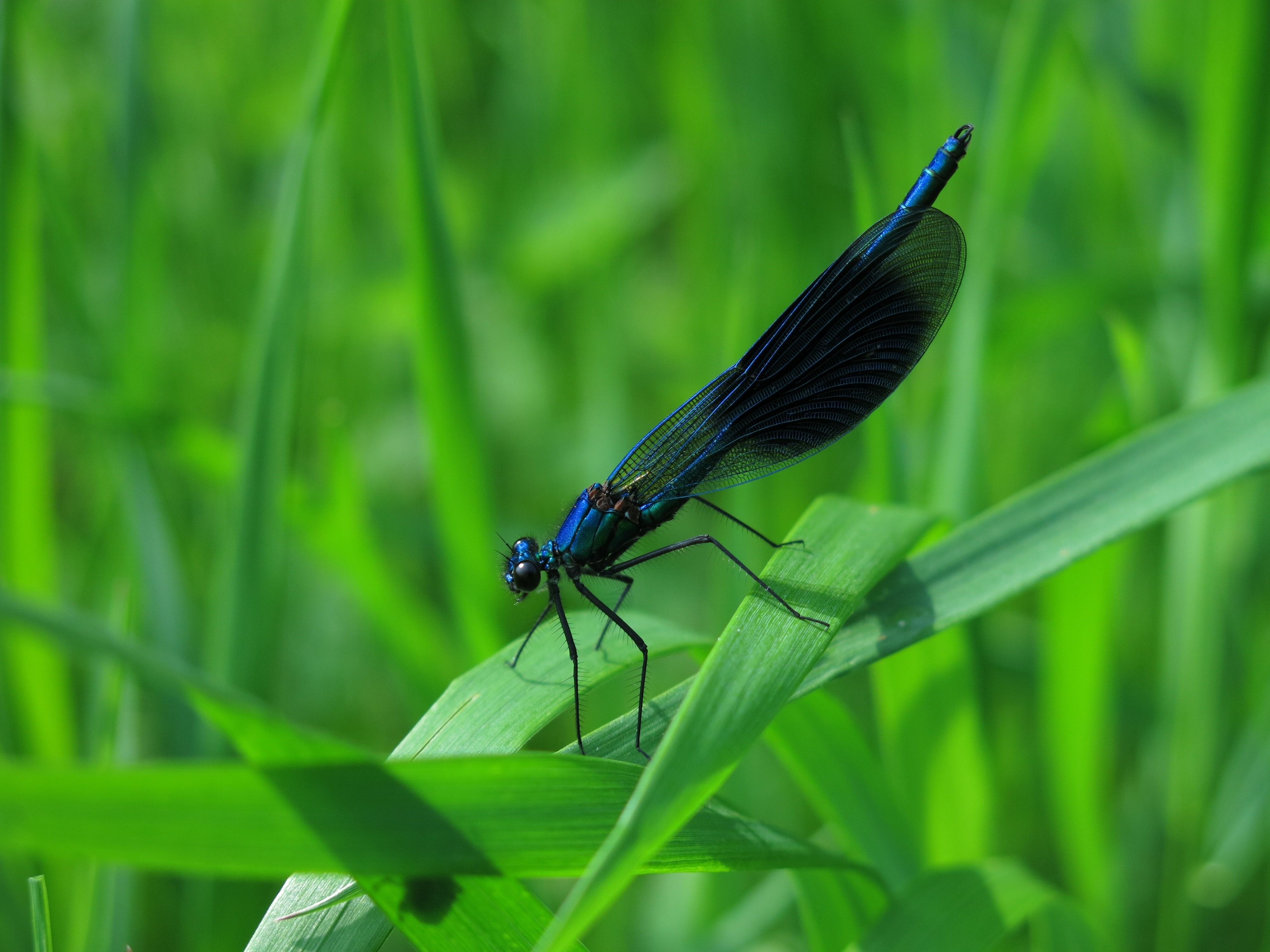 Banded Demoiselle Dragonfly on Grass HD Wallpaper