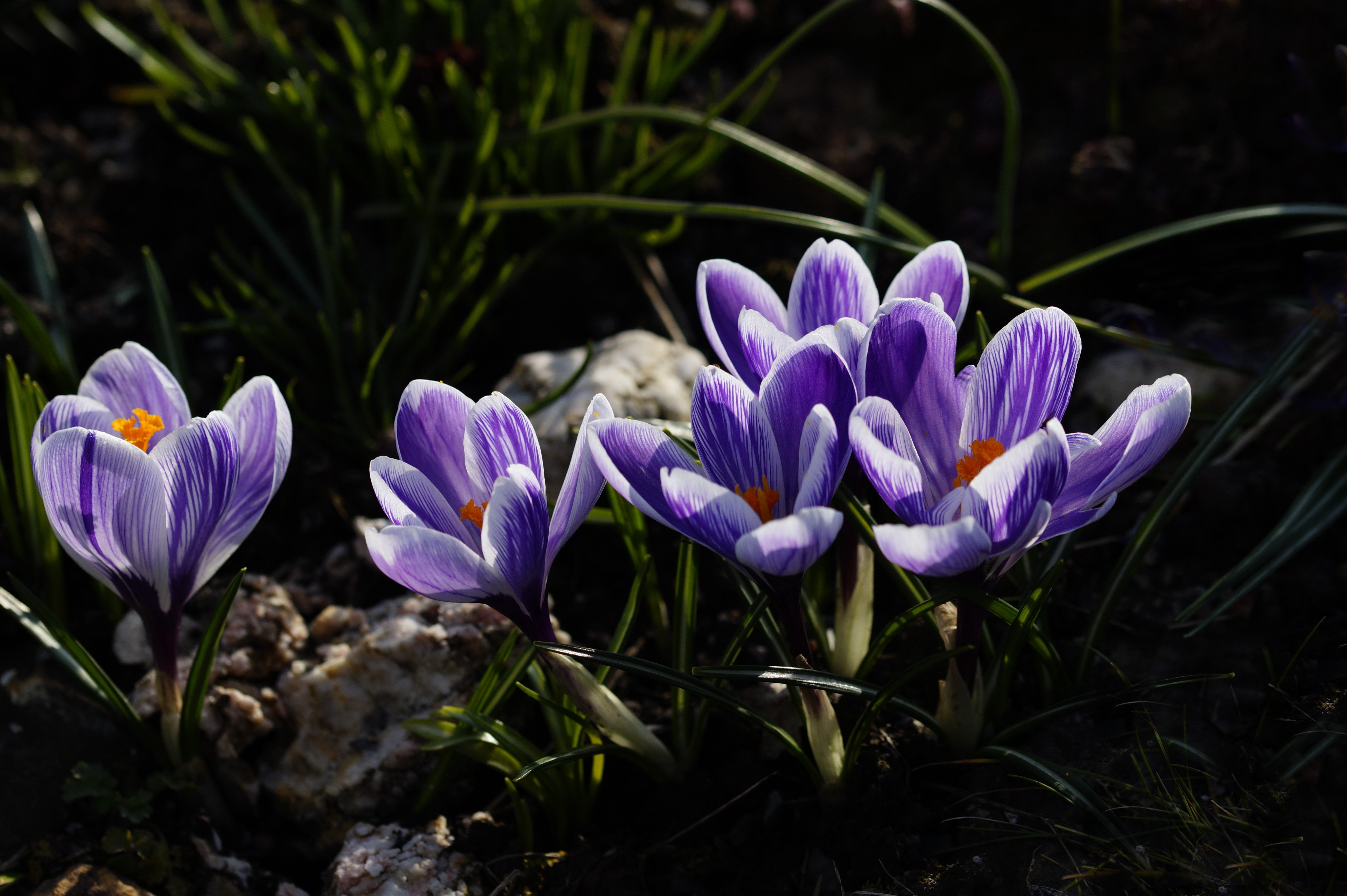 Purple and white crocuses in sunlight HD Wallpaper