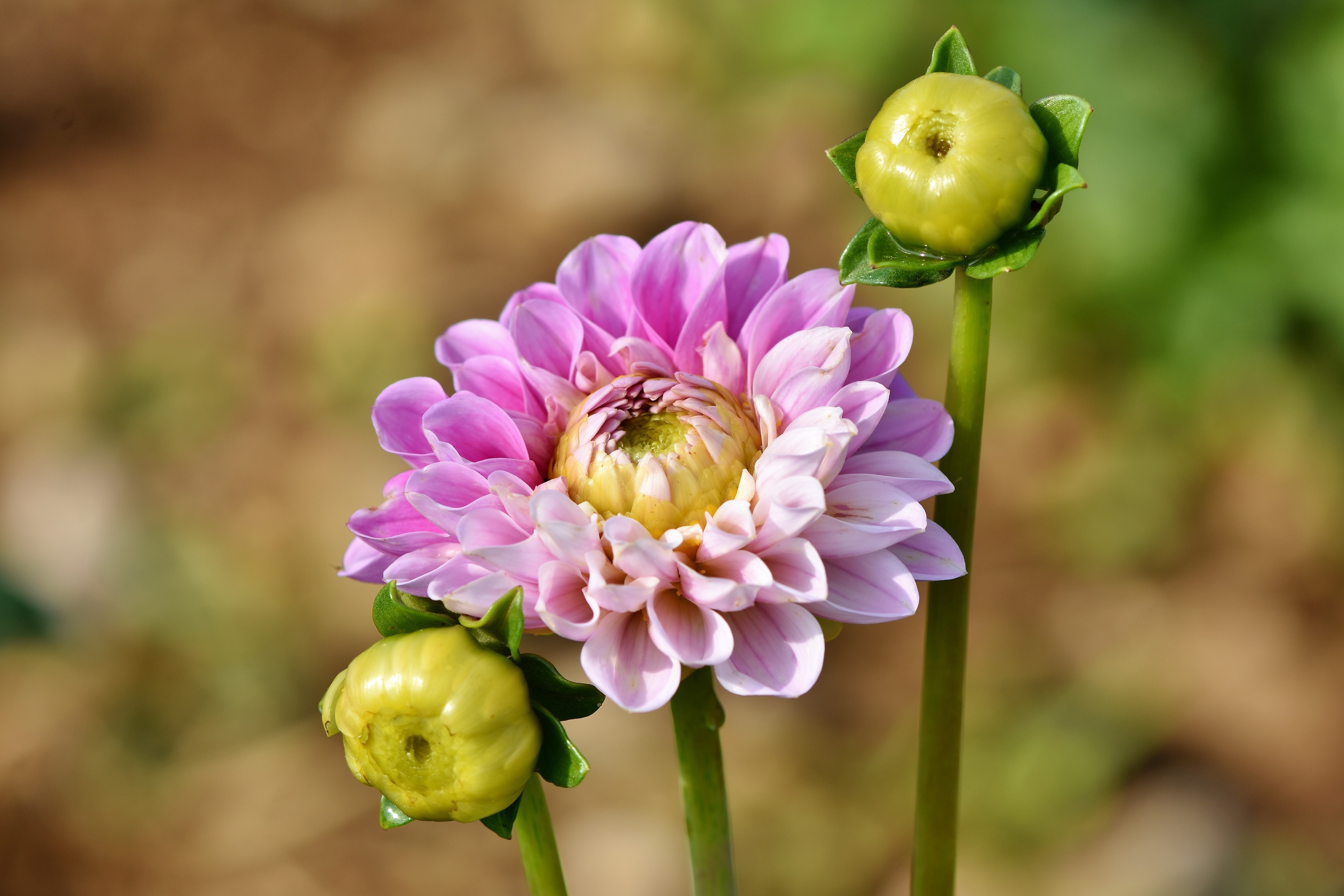 Pink Dahlia flower with buds HD Wallpaper