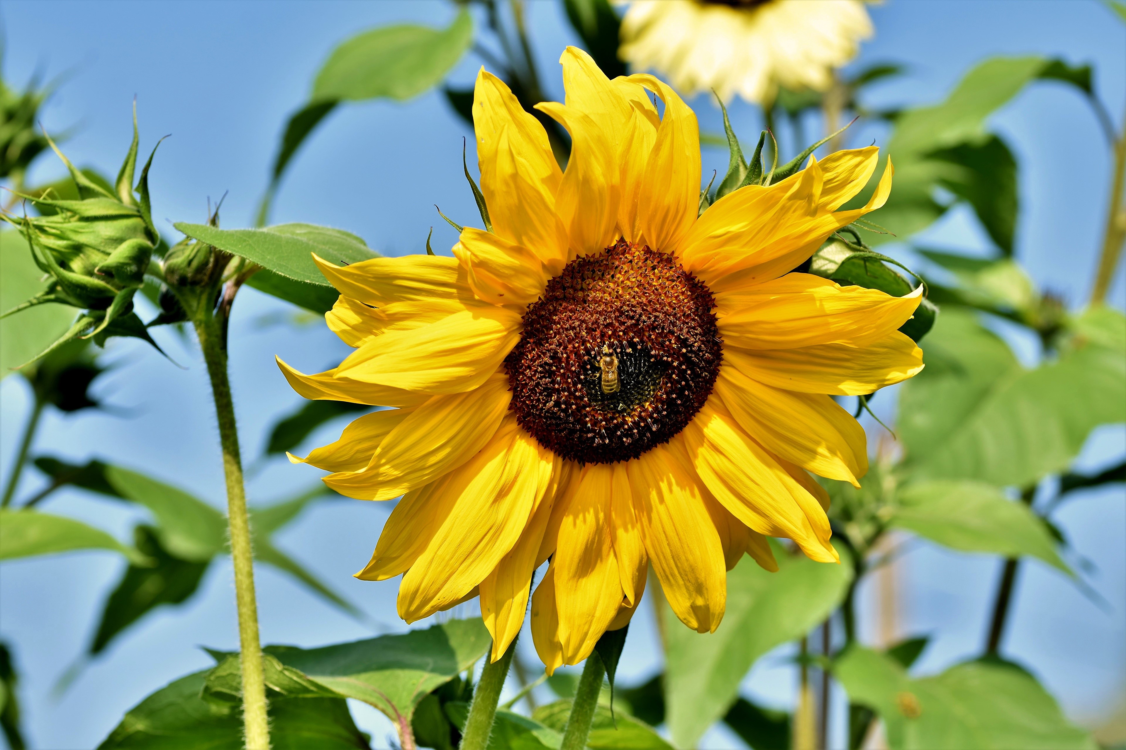 4K Closeup of Sunflowers with a Bee HD Wallpaper