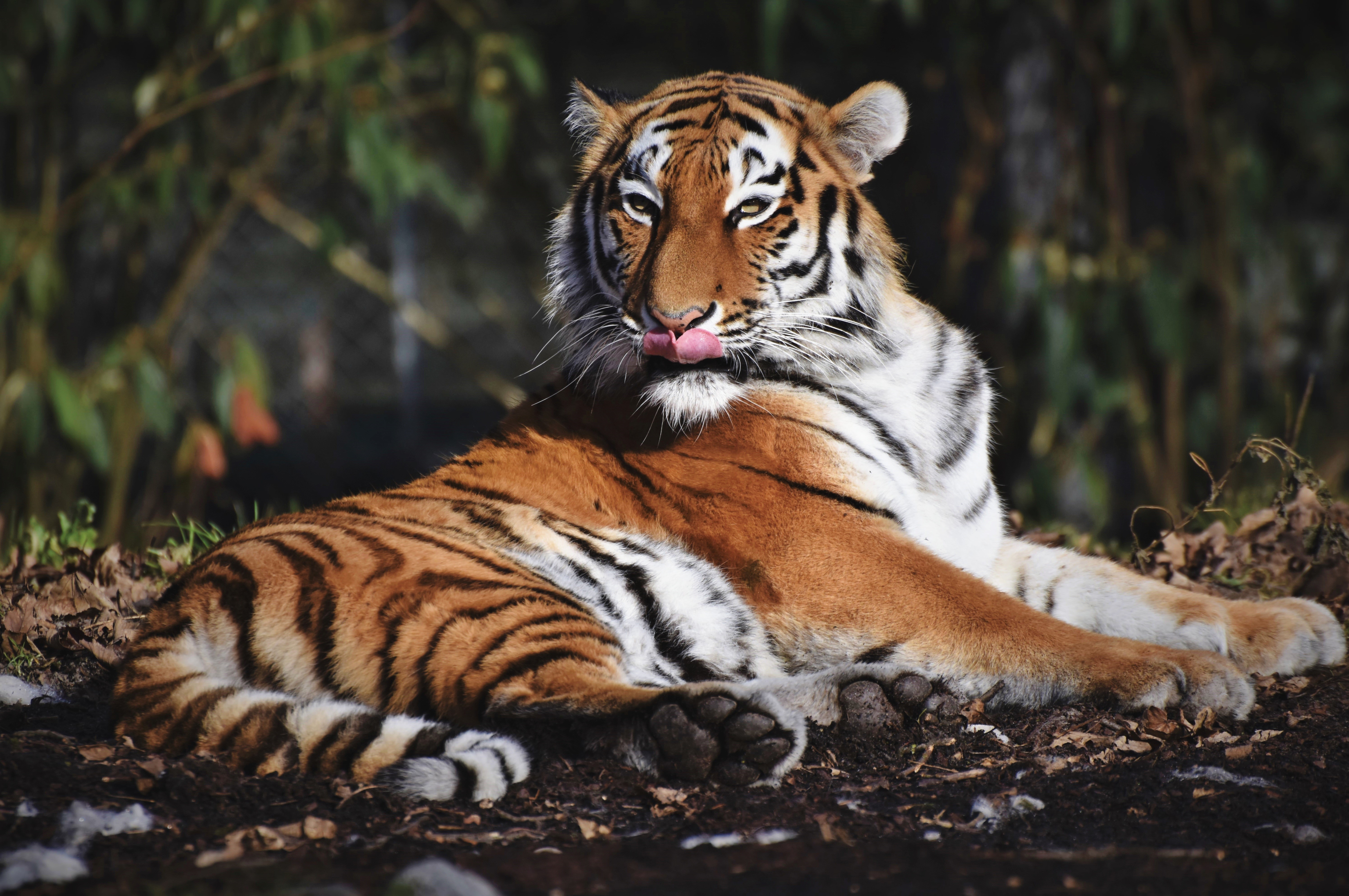 Tiger Licking Its Tongue While Lying Down HD Wallpaper