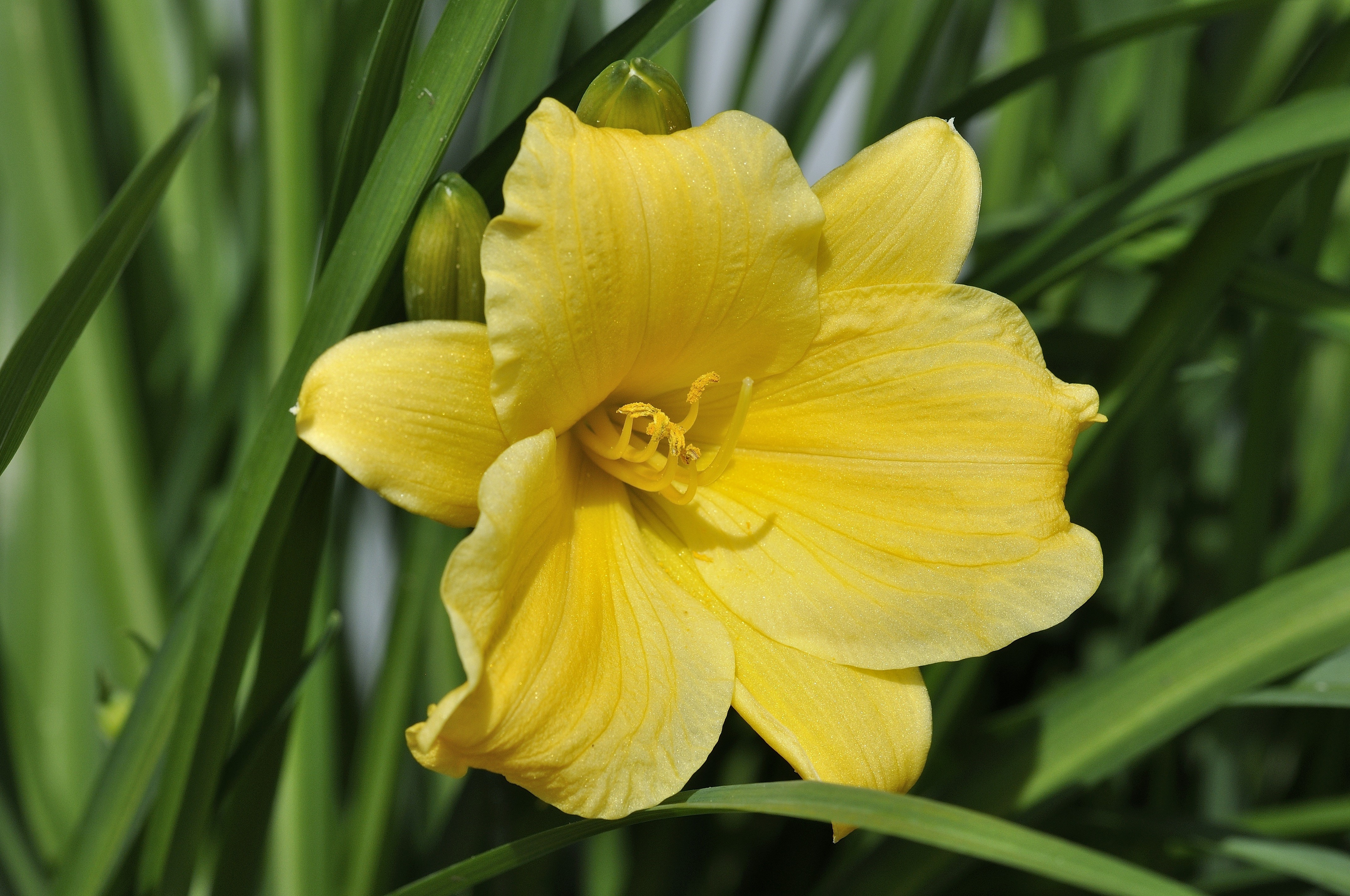 Yellow Daylily Flower HD Wallpaper