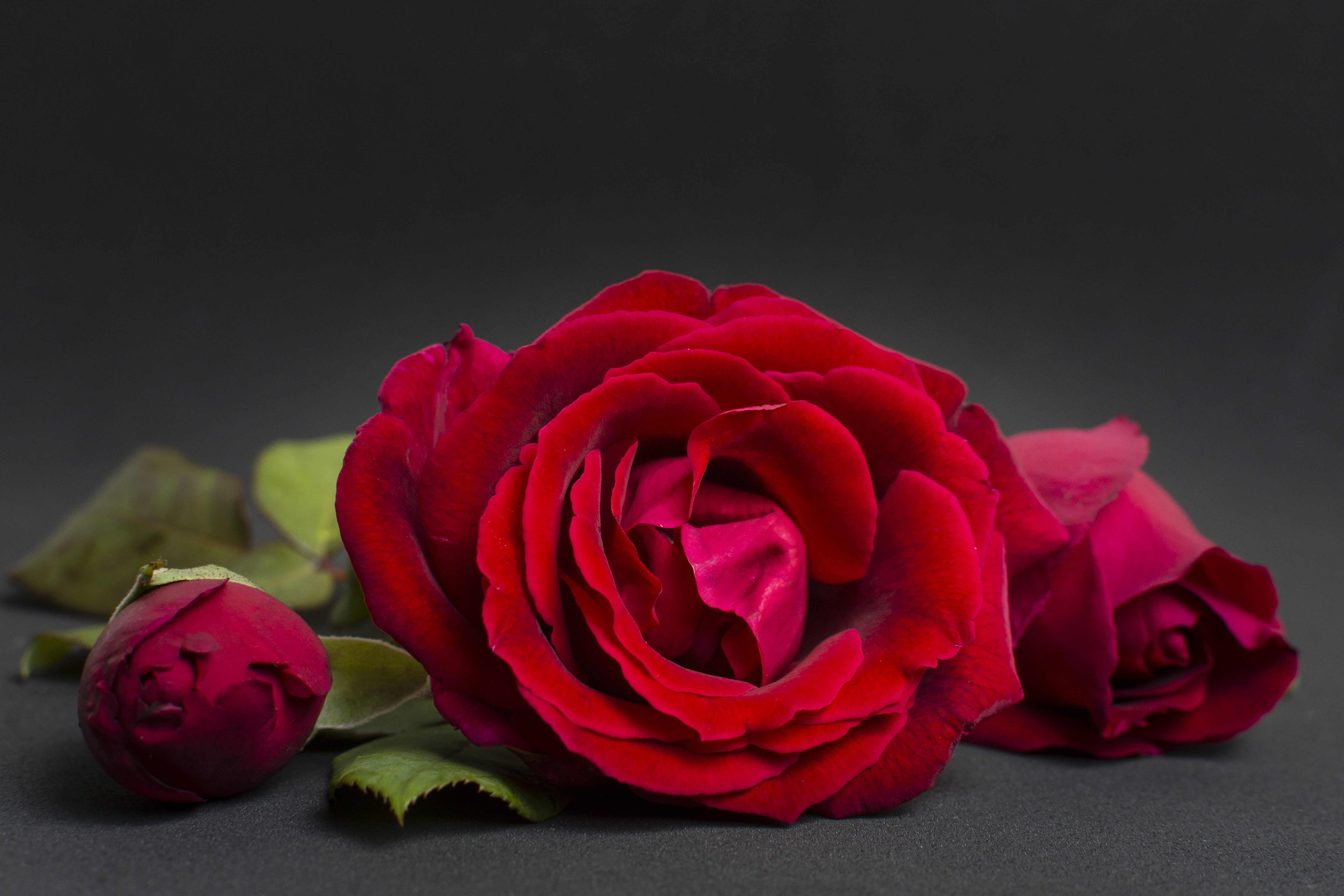 Red Roses Closeup HD Wallpaper