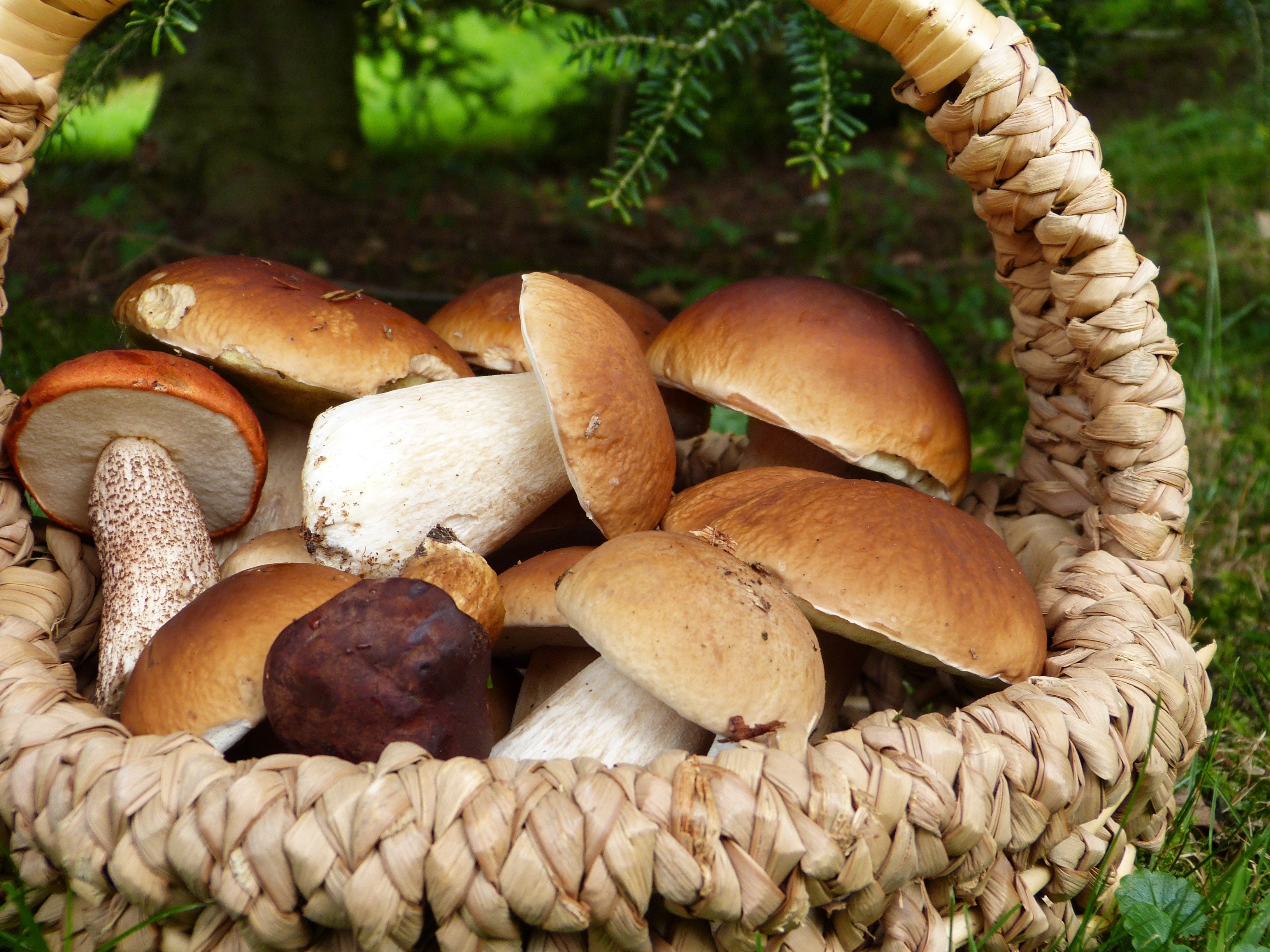 Basket of Penny Bun Mushrooms HD Wallpaper