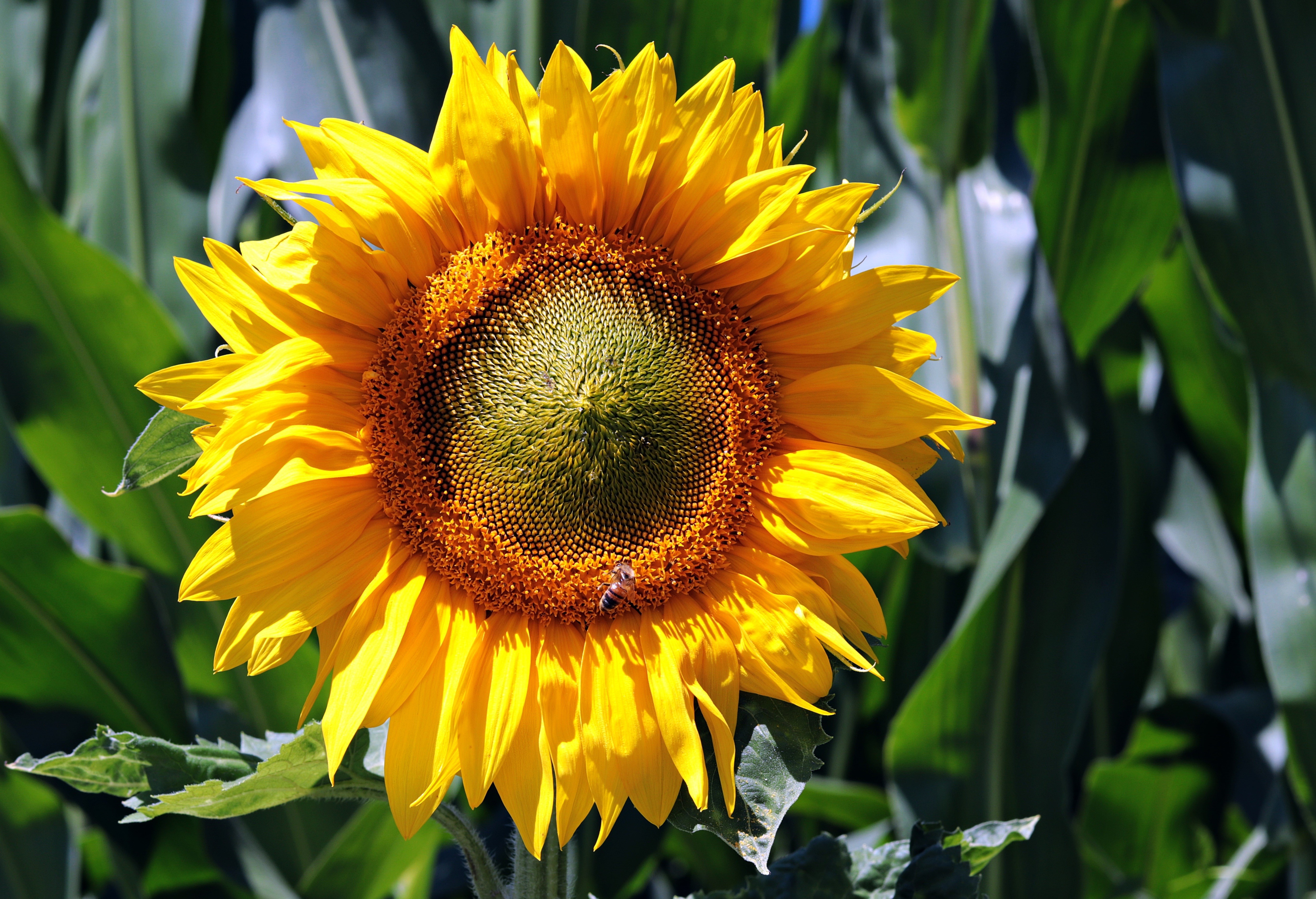 Sunflower with a bee HD Wallpaper