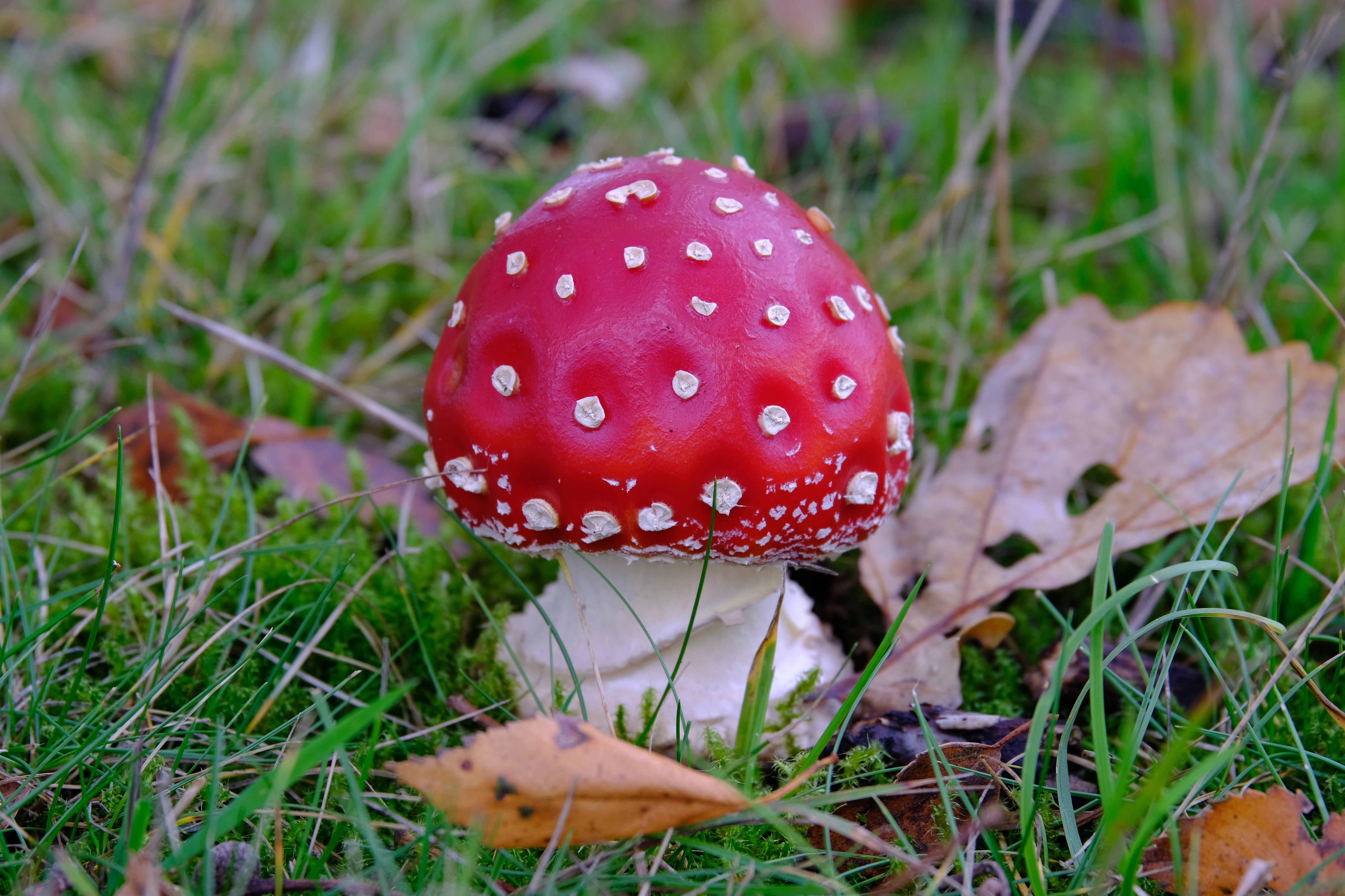 Amanita Muscaria mushroom in grass HD Wallpaper