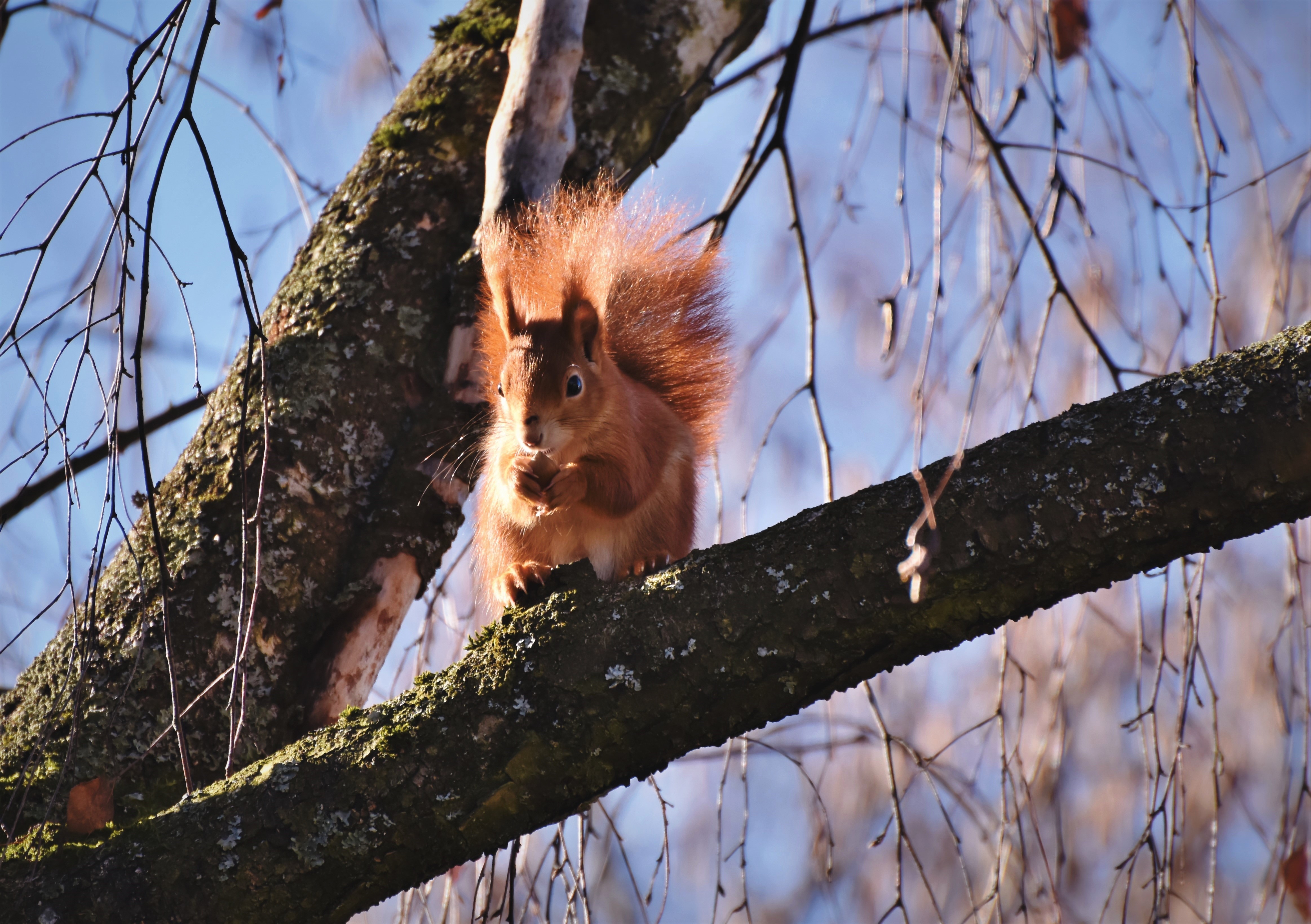 Squirrel eating on a tree branch HD Wallpaper