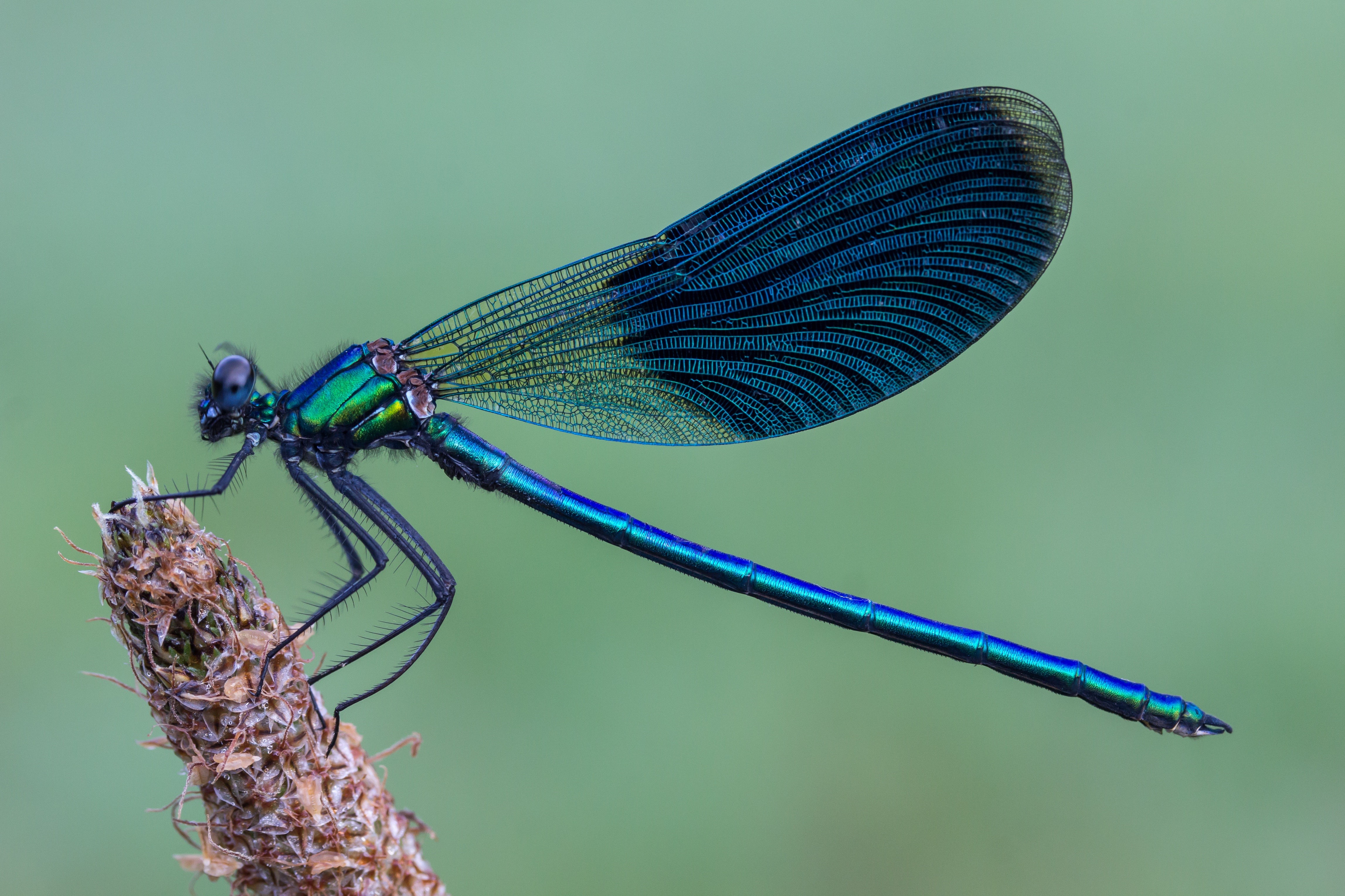 4K Calopteryx virgo Dragonfly Closeup HD Wallpaper