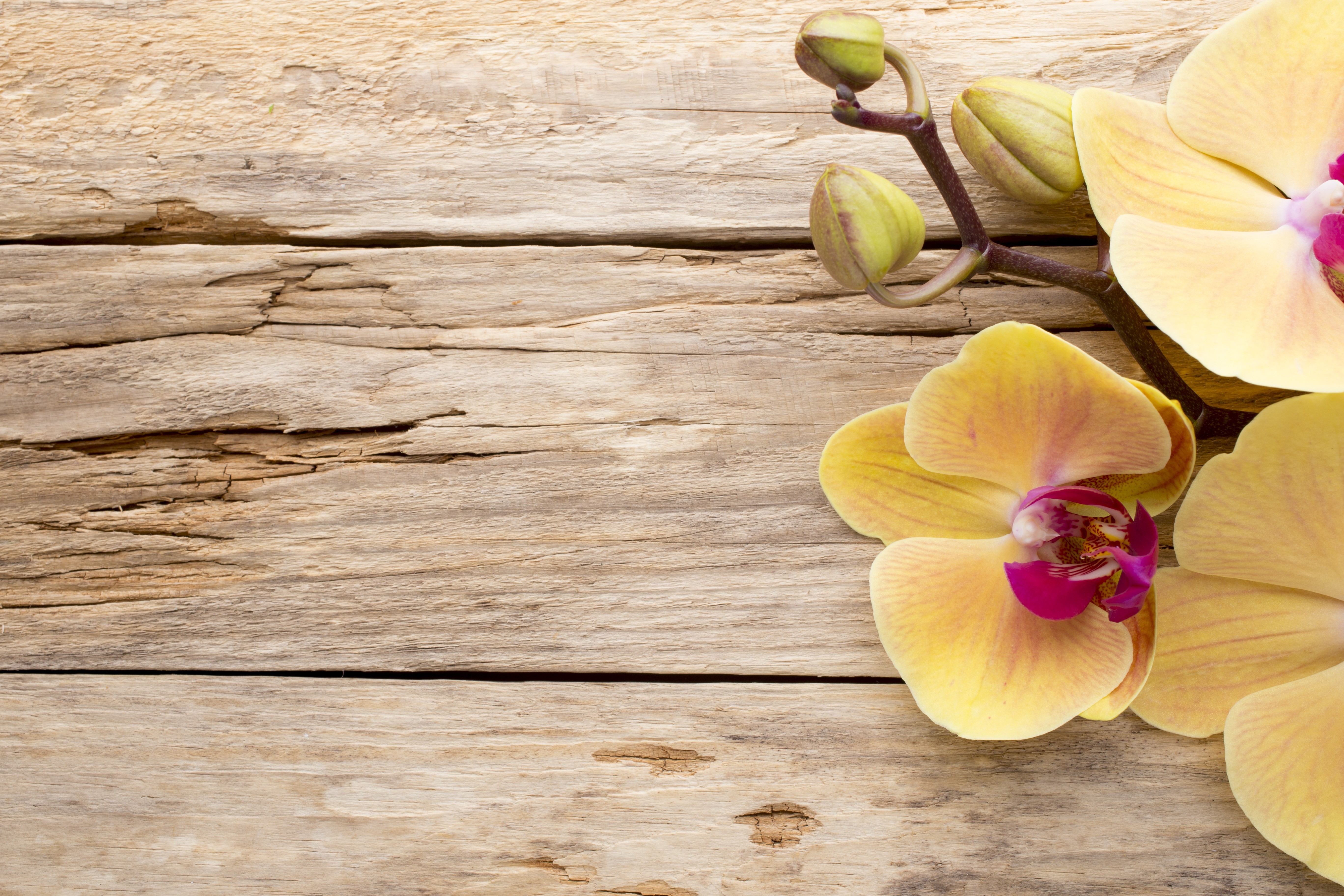 Yellow orchids on wooden planks HD Wallpaper