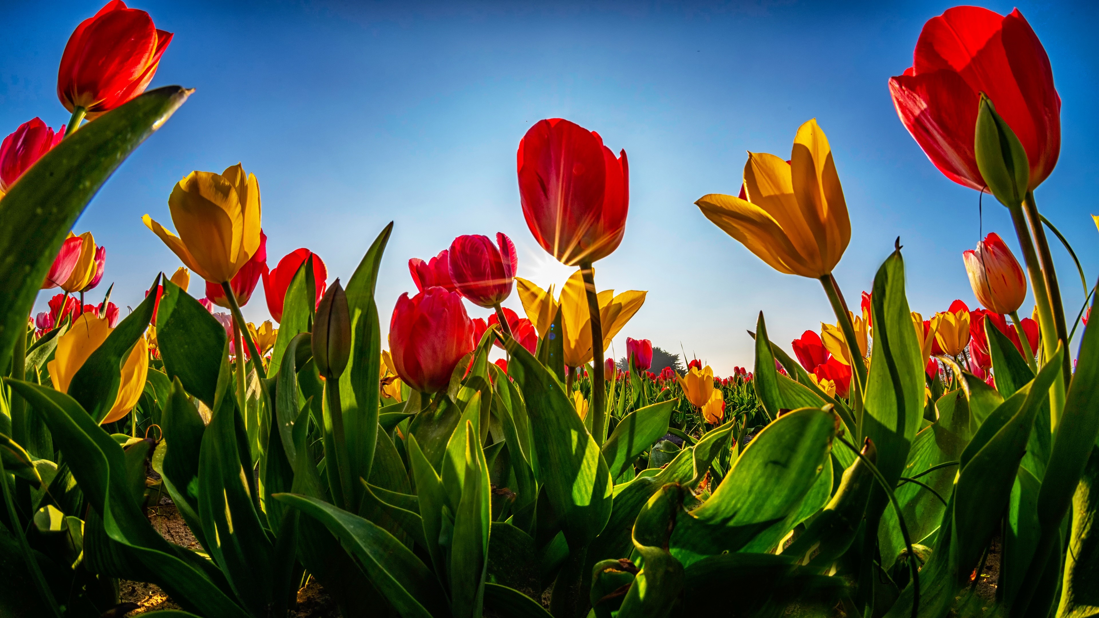 4K Tulips Field with Sun Rays HD Wallpaper