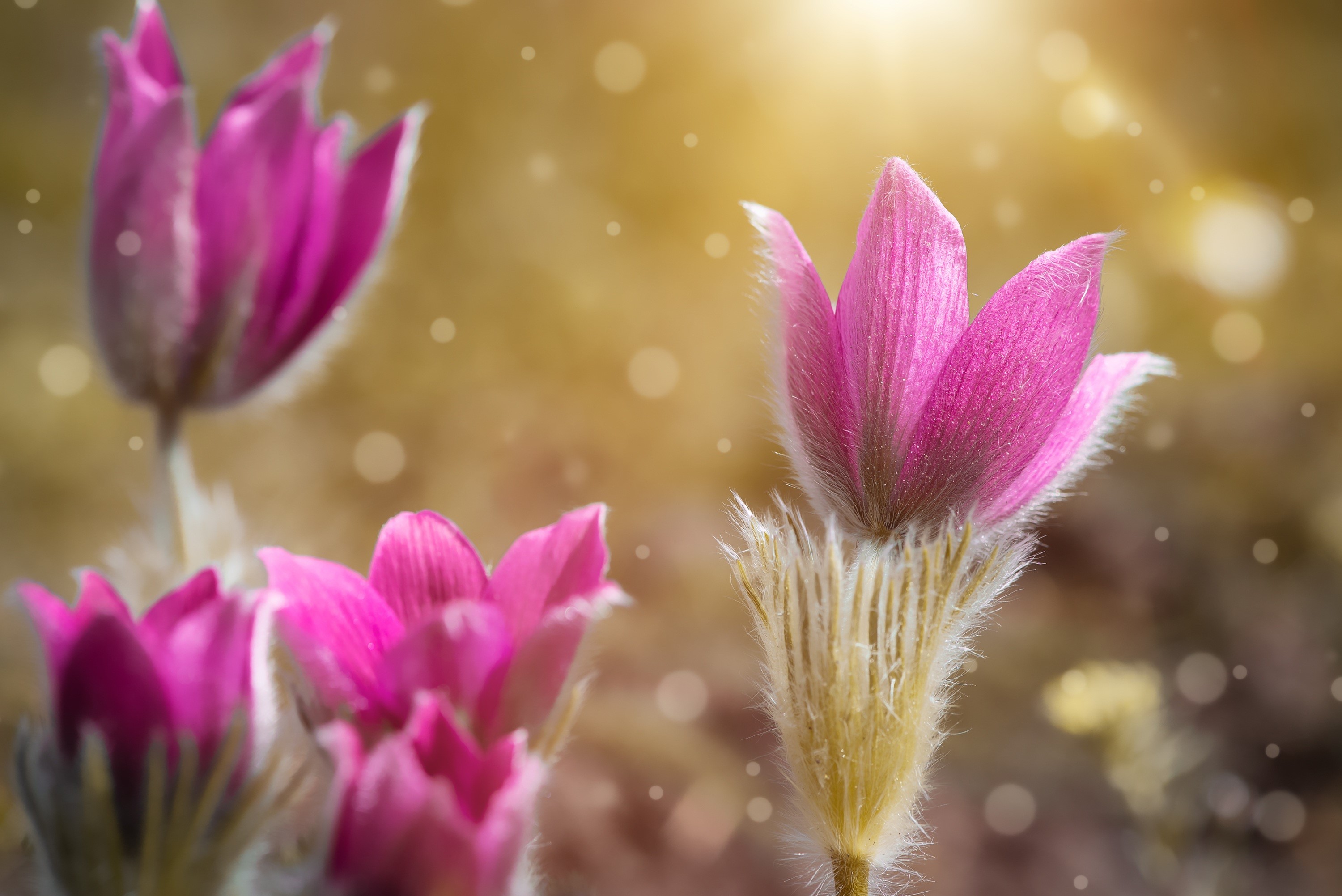 Pink Pulsatilla flowers with bokeh HD Wallpaper