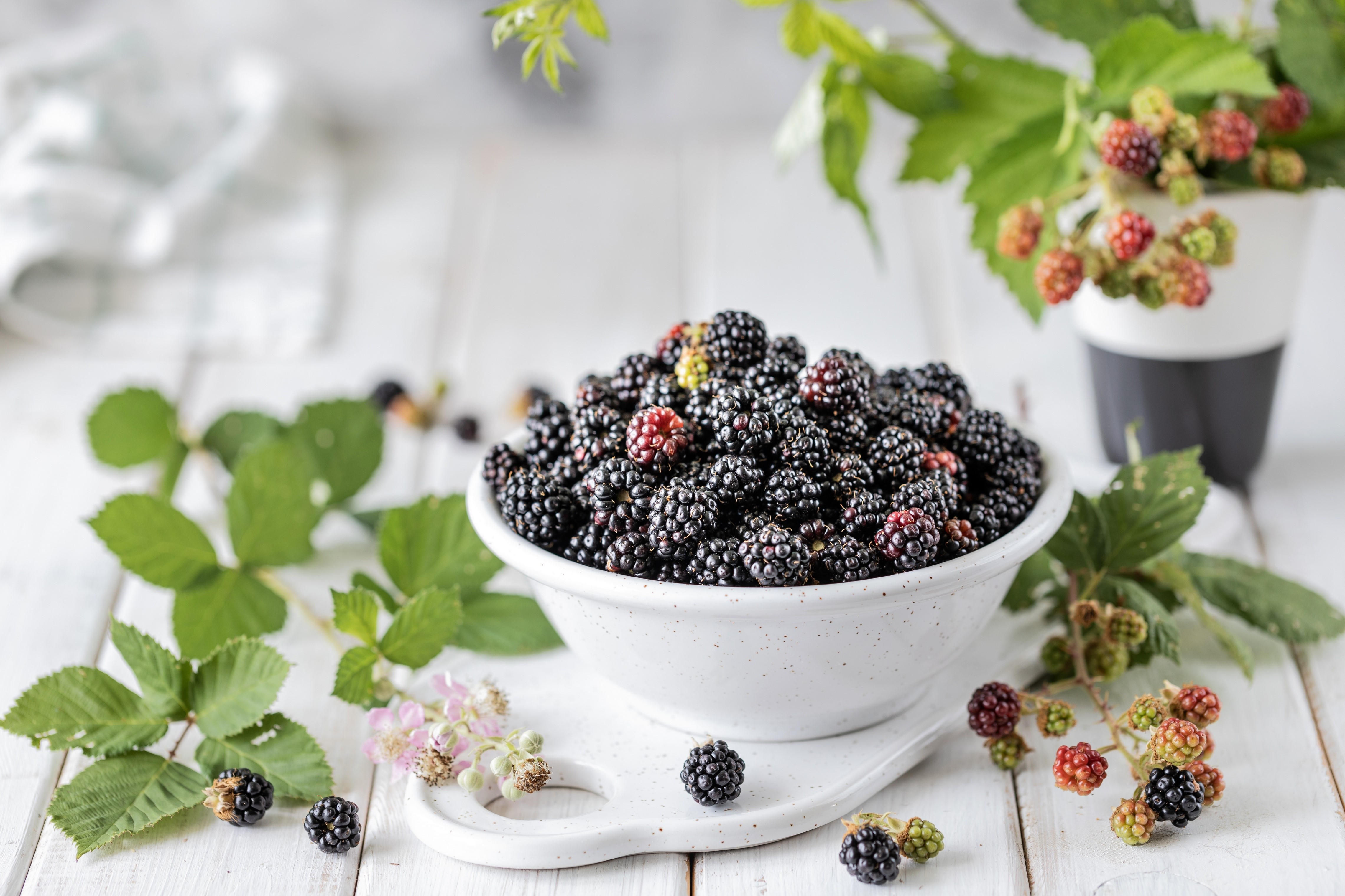 Blackberries in a bowl with leaves and flowers HD Wallpaper