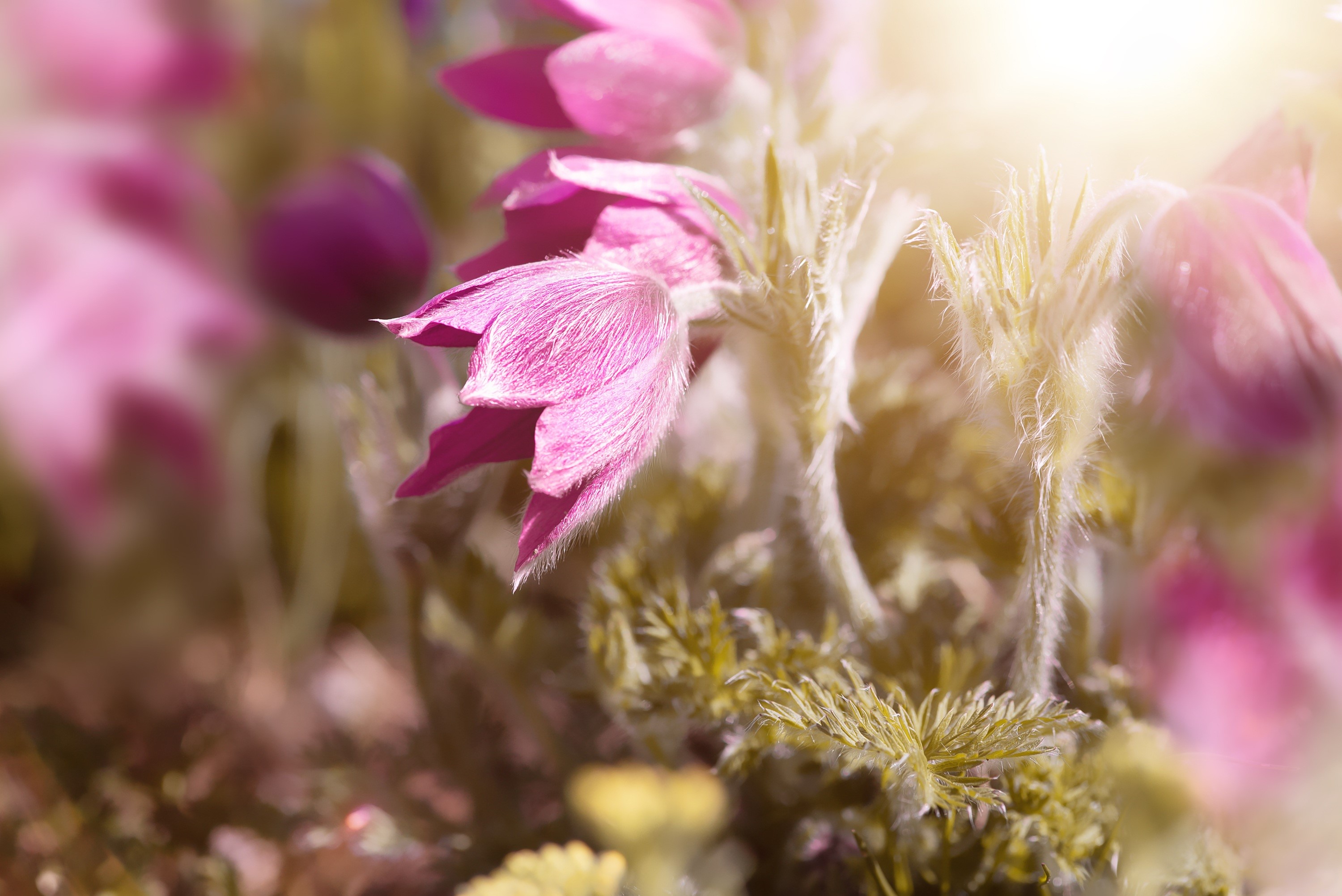 Pink Pulsatilla flowers with bokeh HD Wallpaper