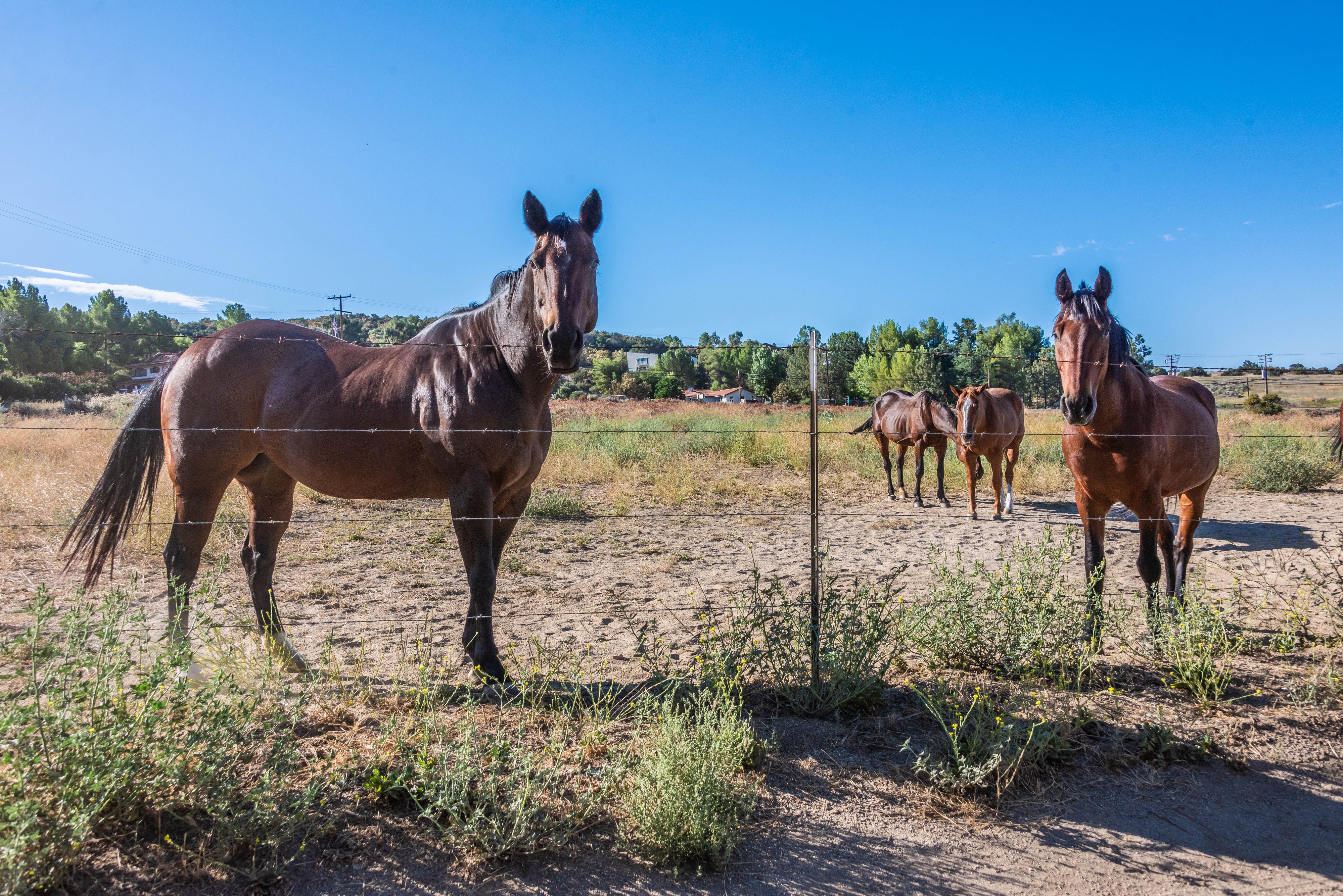 Horses behind a fence HD Wallpaper