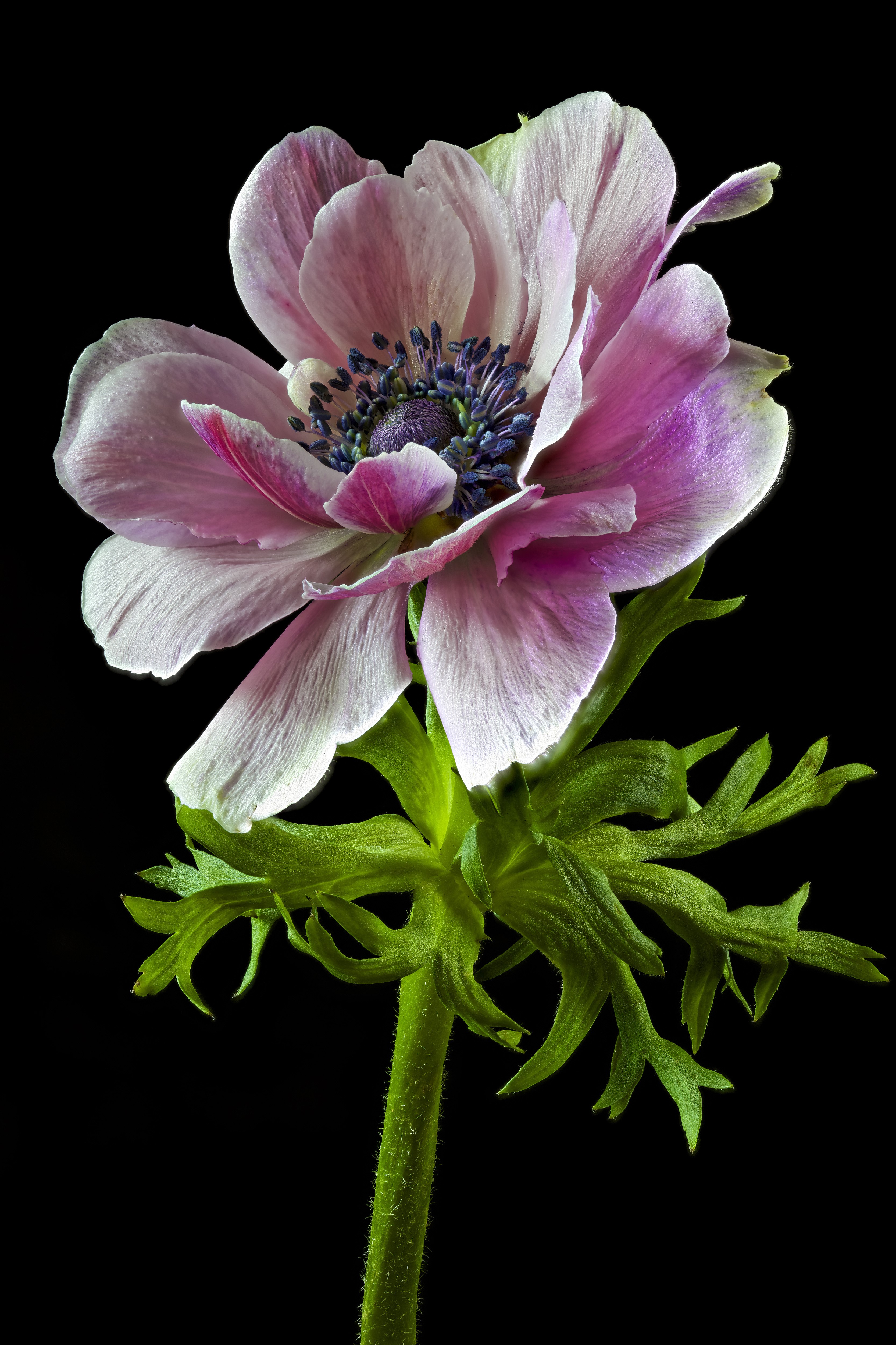 Pink and purple anemone flower with green leaves on black background HD Phone Wallpaper