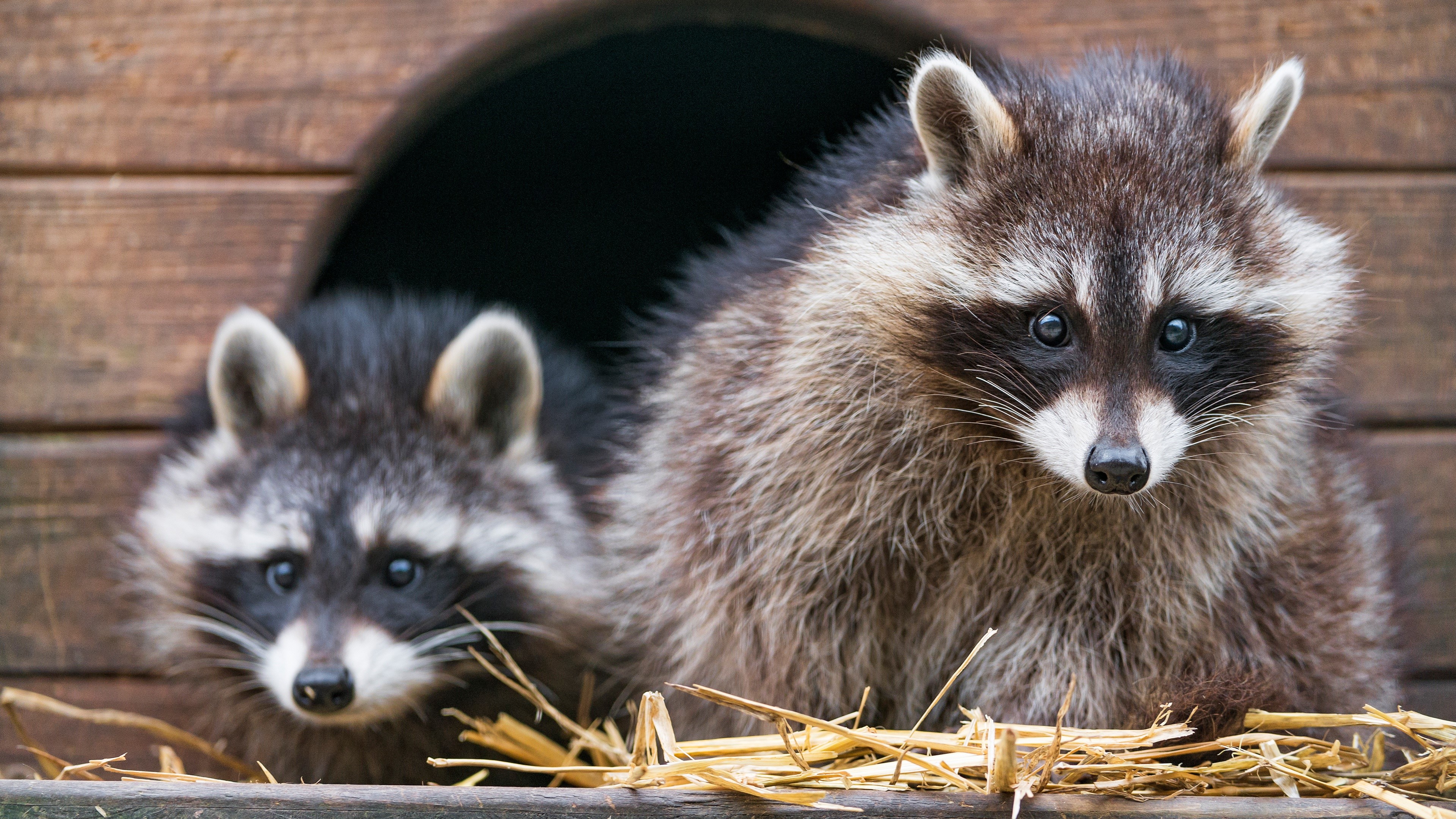 Two Raccoons in a Wooden Den HD Wallpaper