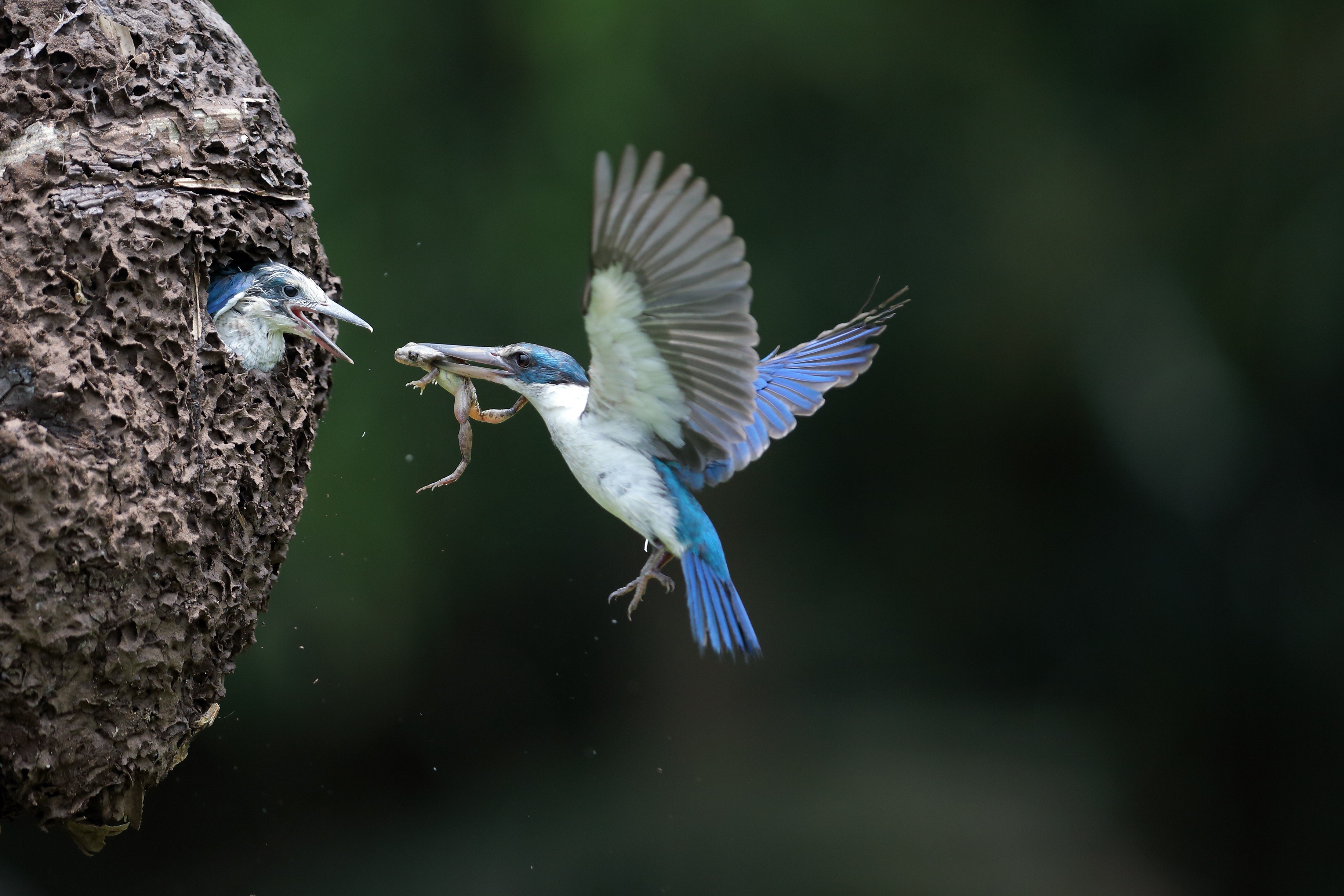 Kingfisher feeding a frog to its chick in a nest HD Wallpaper
