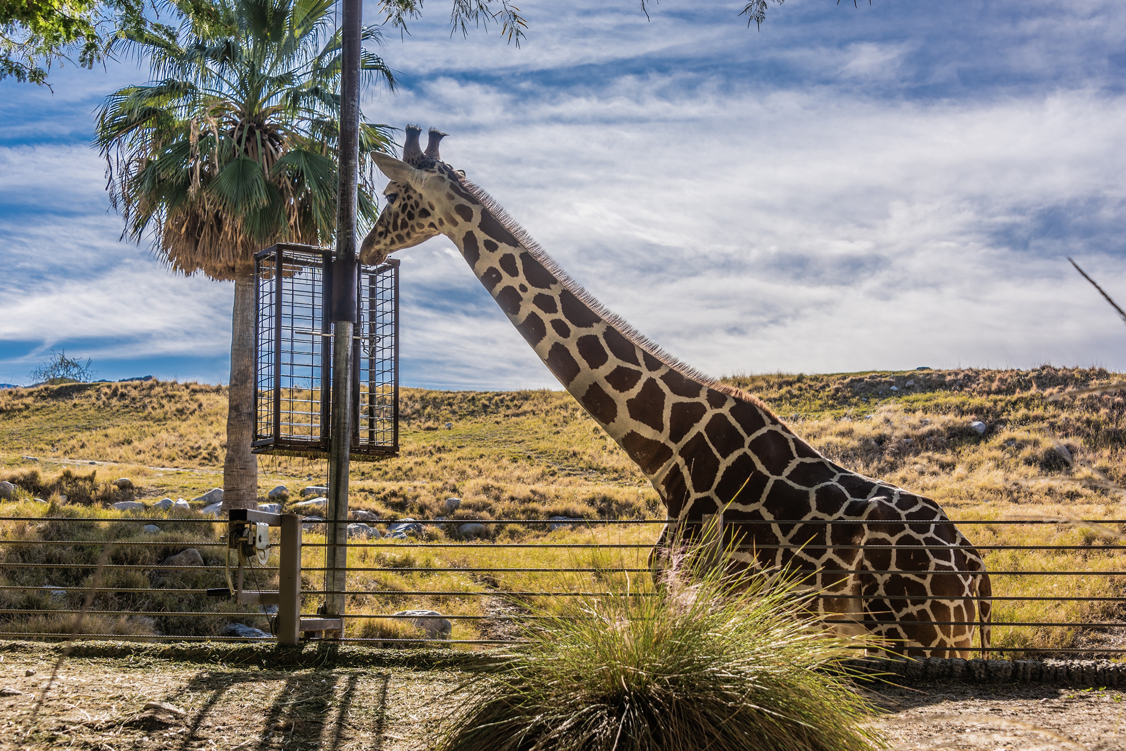 Giraffe near a feeder and palm tree HD Wallpaper