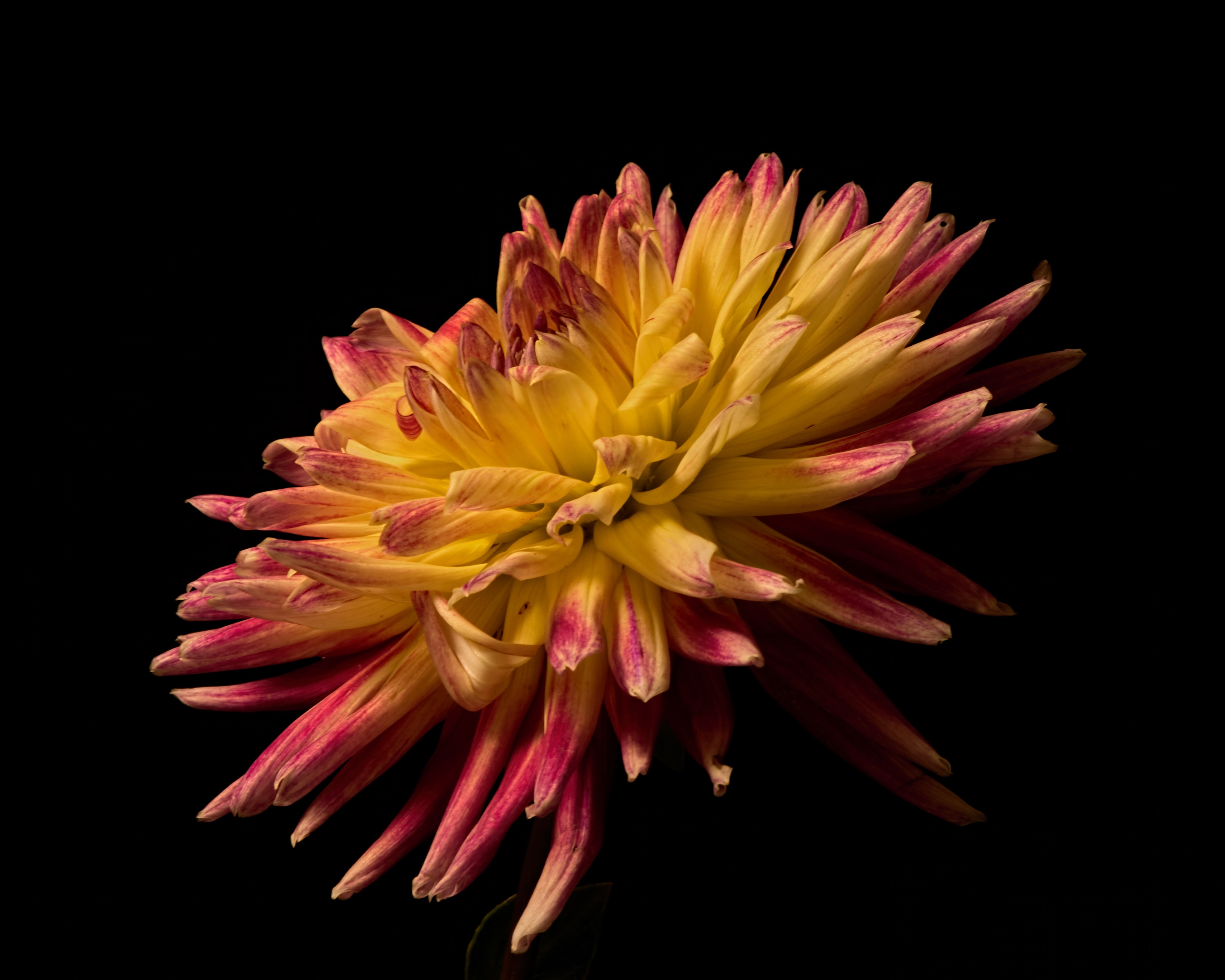 4K Dahlias Closeup Black background HD Wallpaper