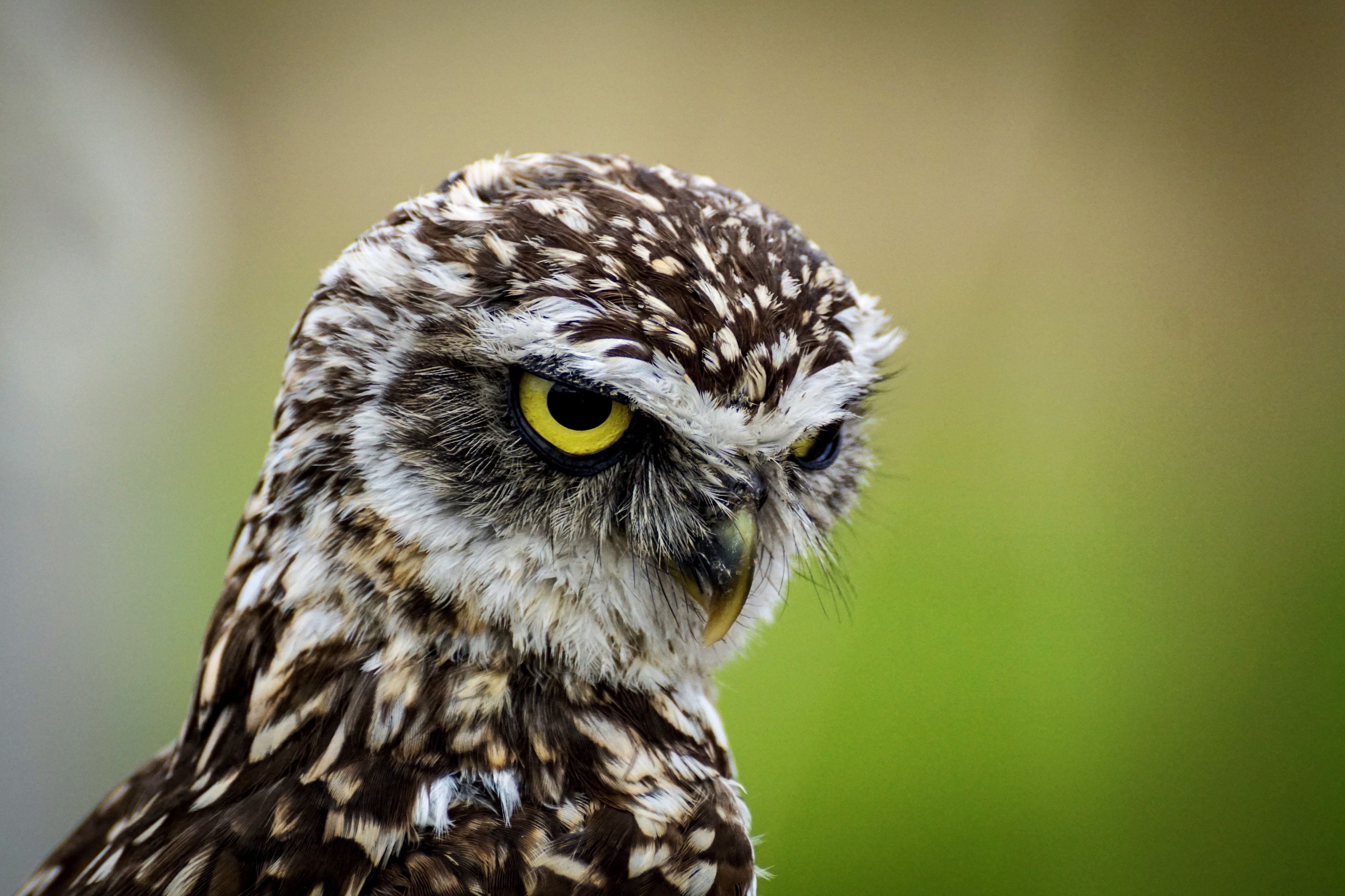 Close-up of a Burrowing Owl's Head HD Wallpaper