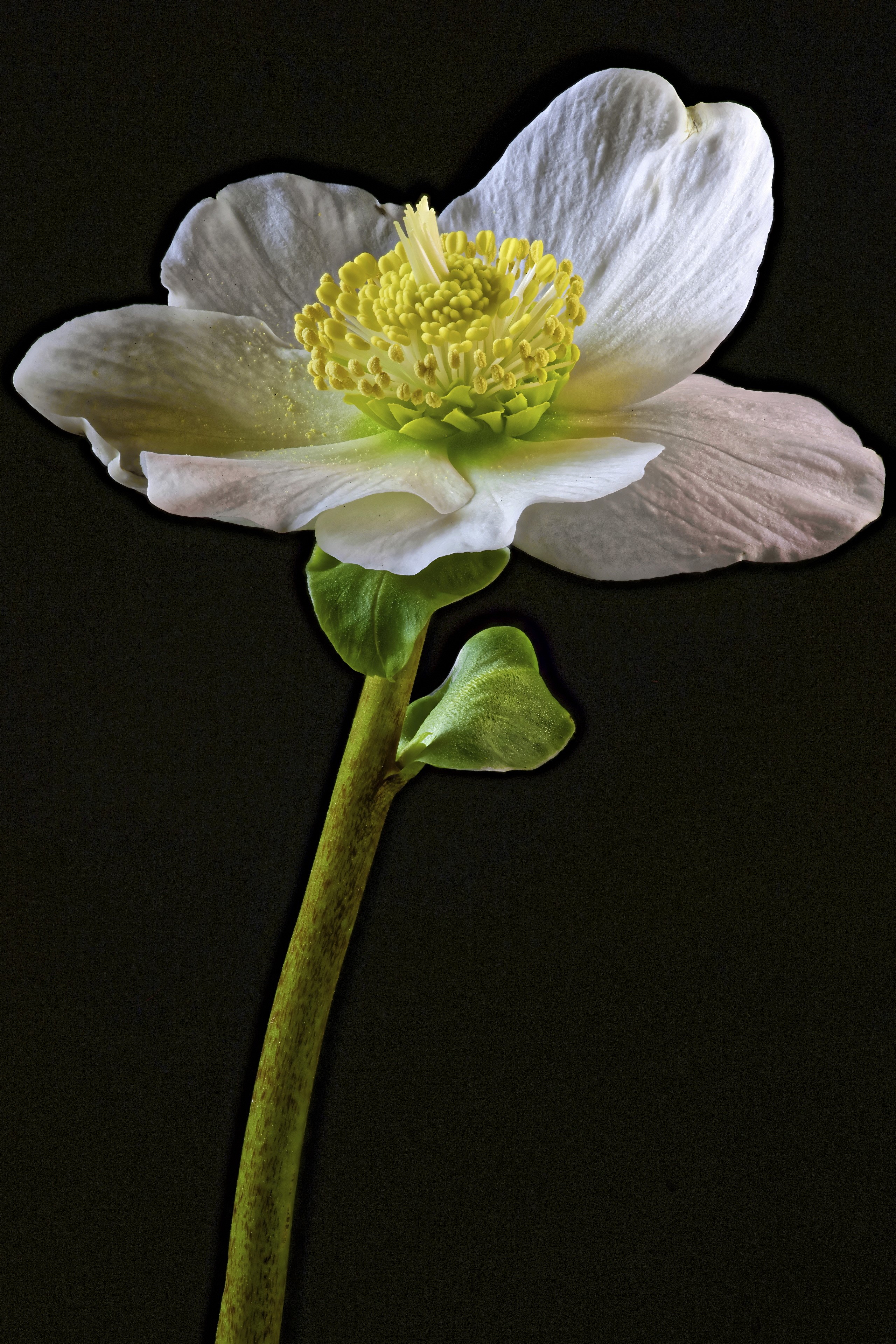 White Hellebore flower with yellow center on black background HD Phone Wallpaper