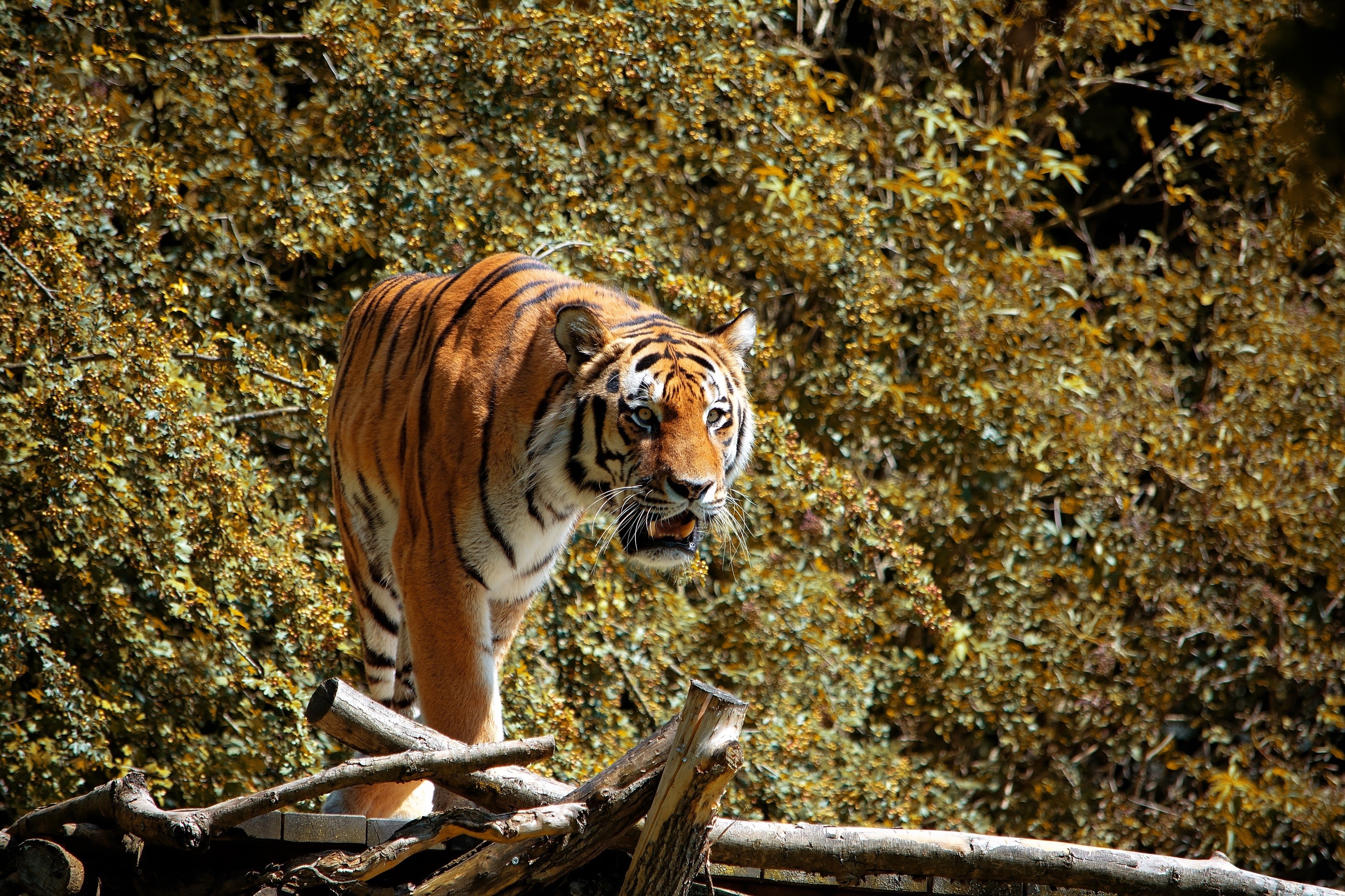 Tiger looking to the side on a wooden structure HD Wallpaper