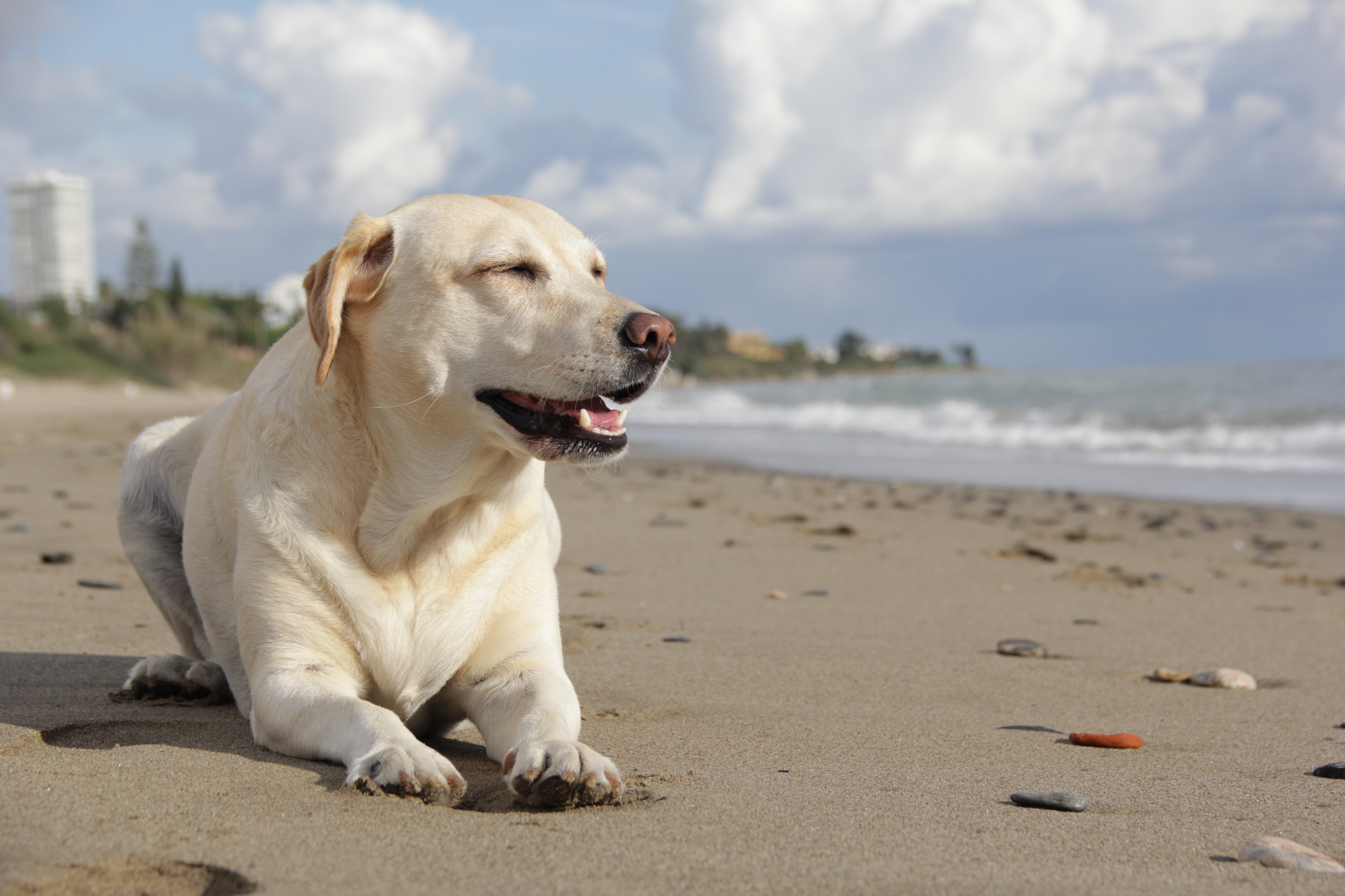 Labrador Retriever dog lying on a sandy beach HD Wallpaper