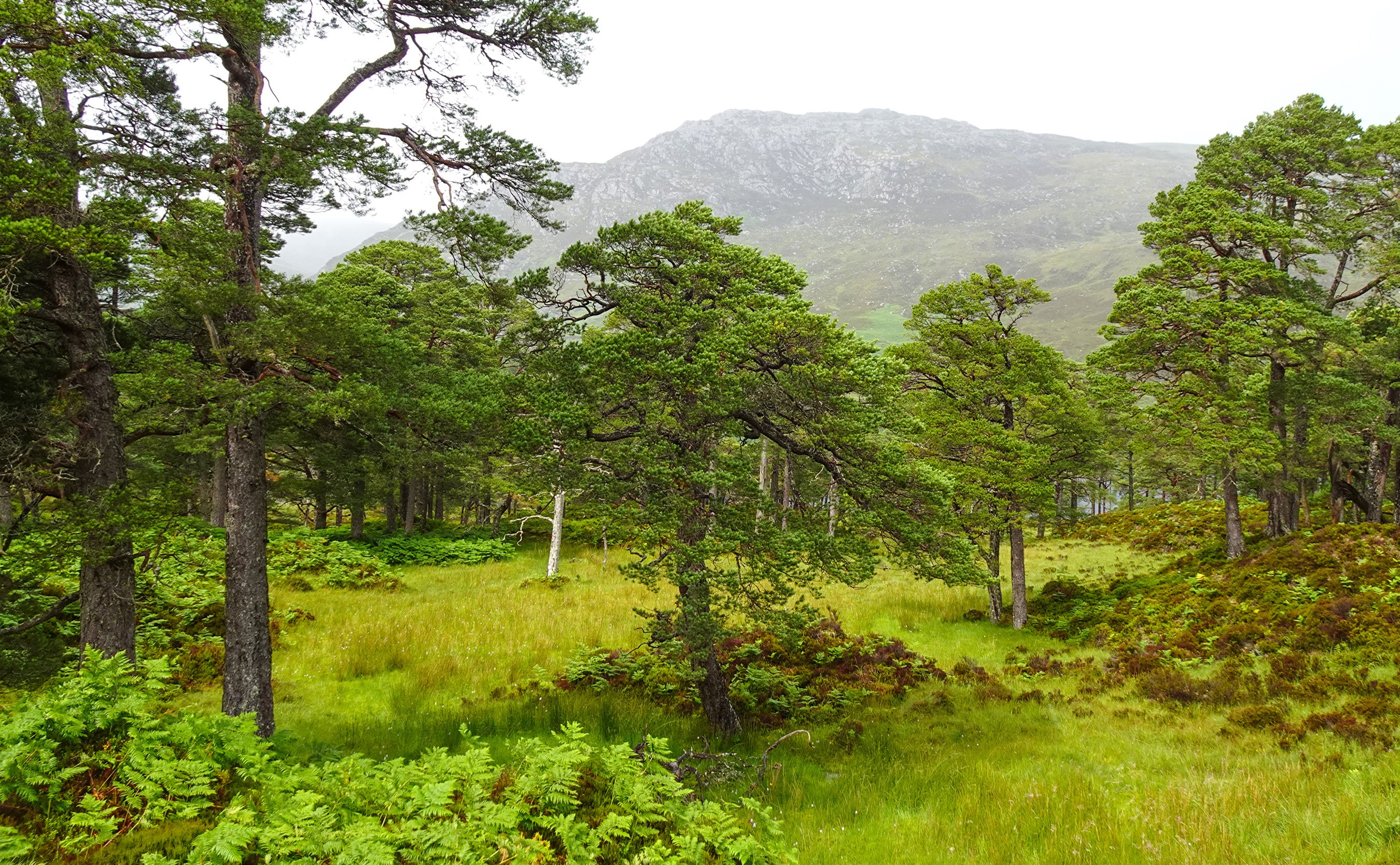 Forest and Mountains in Achagate, Scotland HD Wallpaper