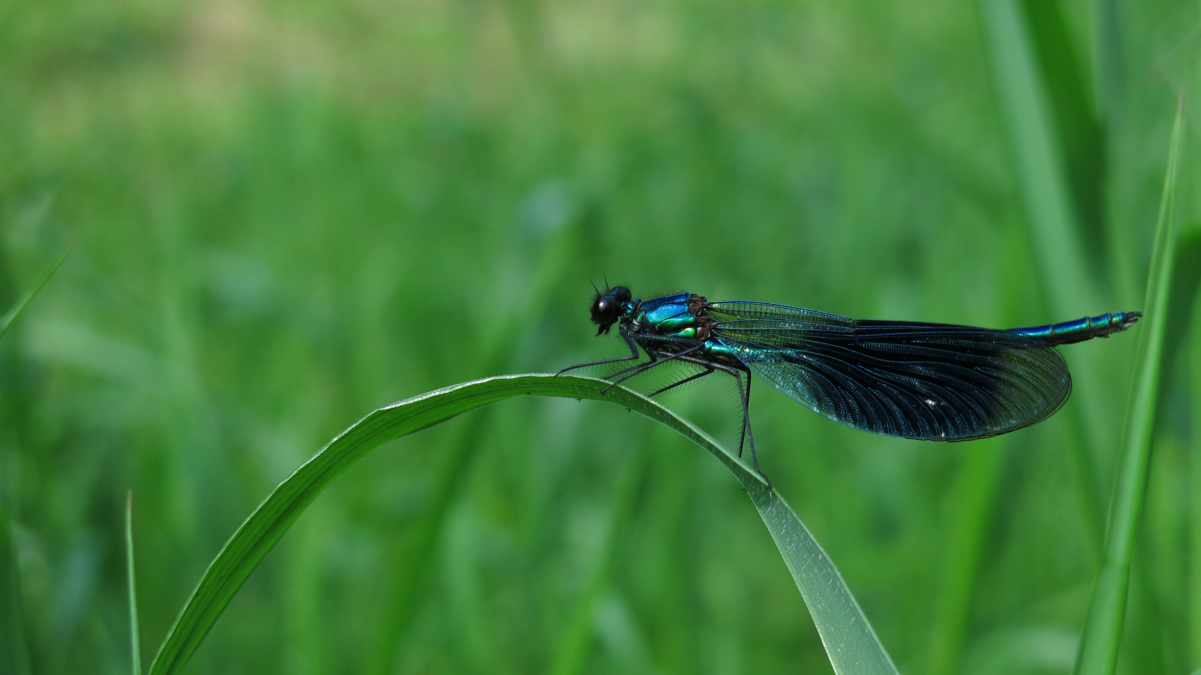 Banded Demoiselle (Calopteryx virgo) on grass HD Wallpaper