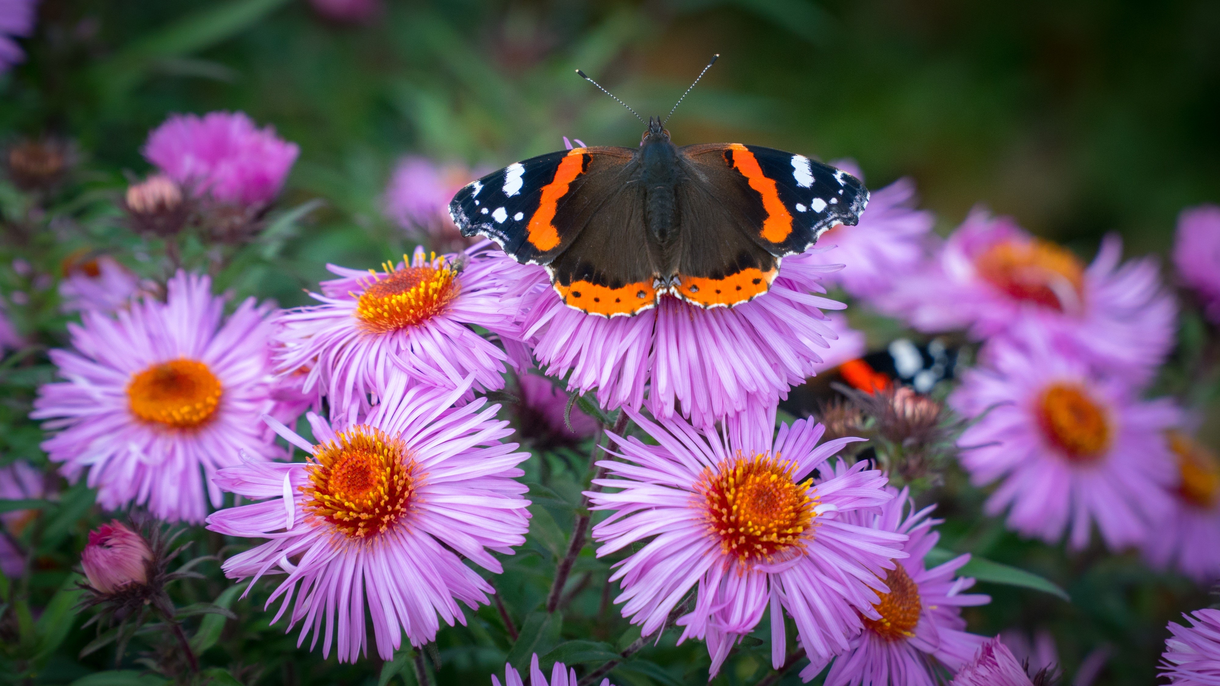4K Vanessa atalanta Butterfly on Purple Flowers HD Wallpaper