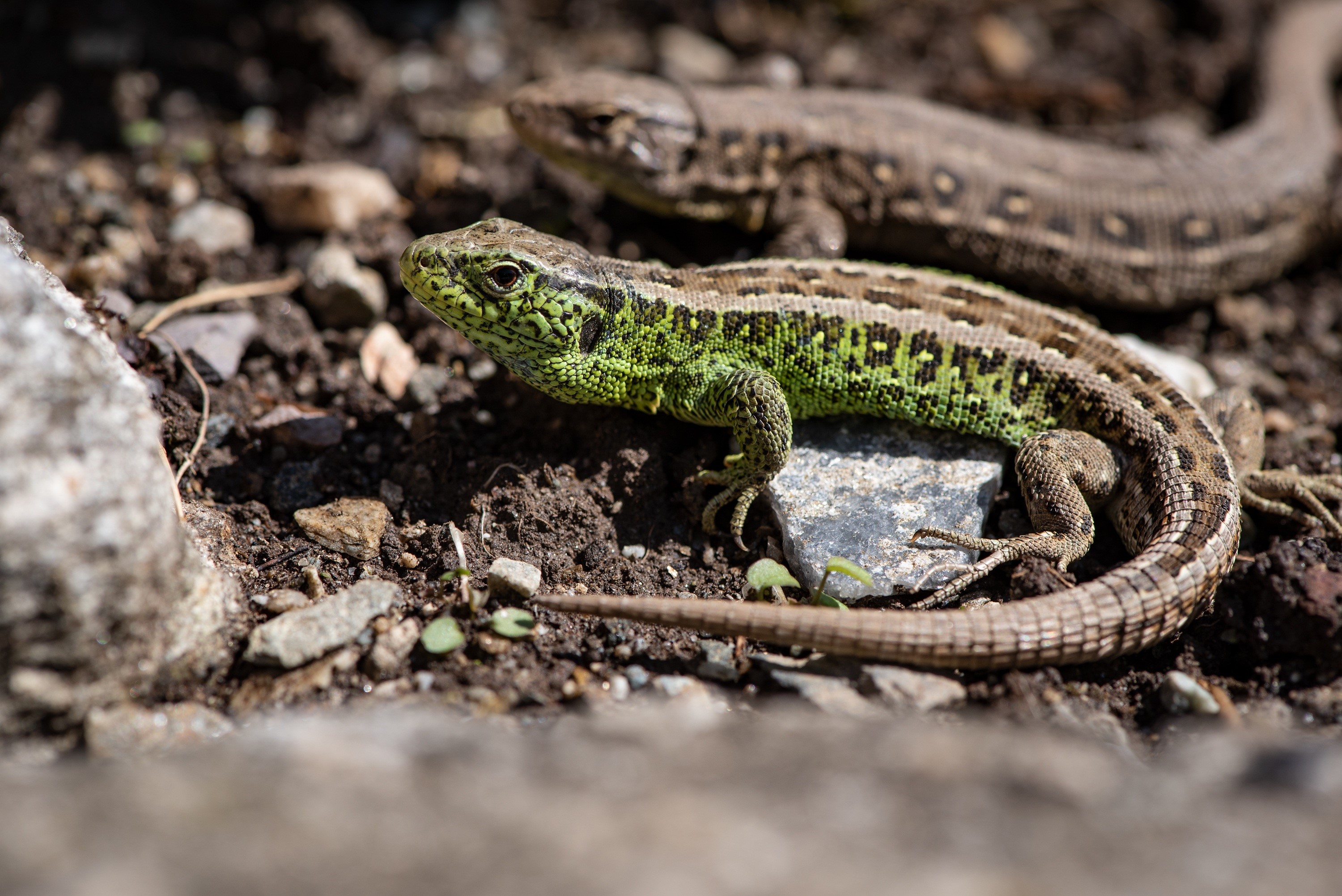 Two lizards on the ground HD Wallpaper