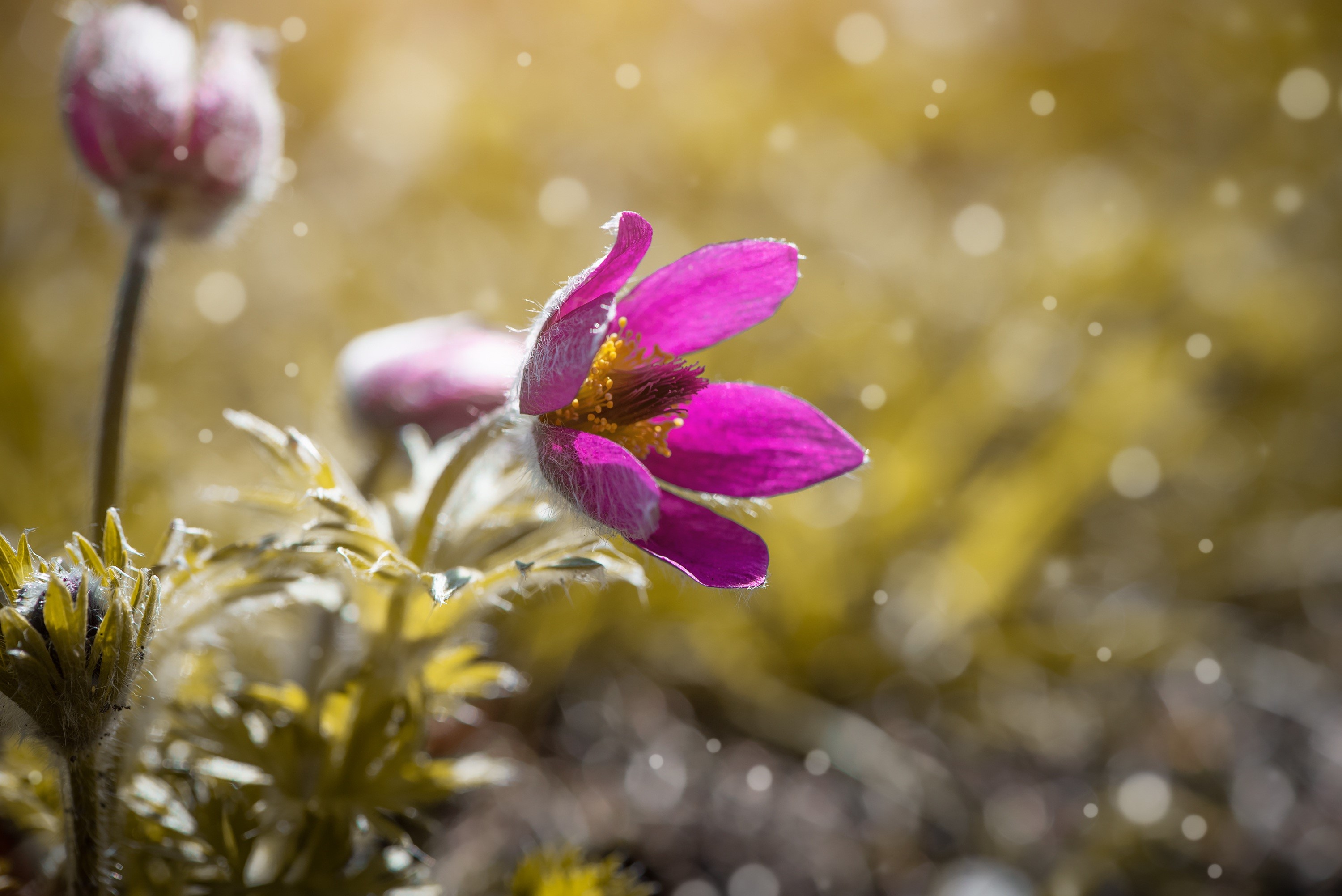 Purple Pulsatilla flower with fuzzy buds HD Wallpaper