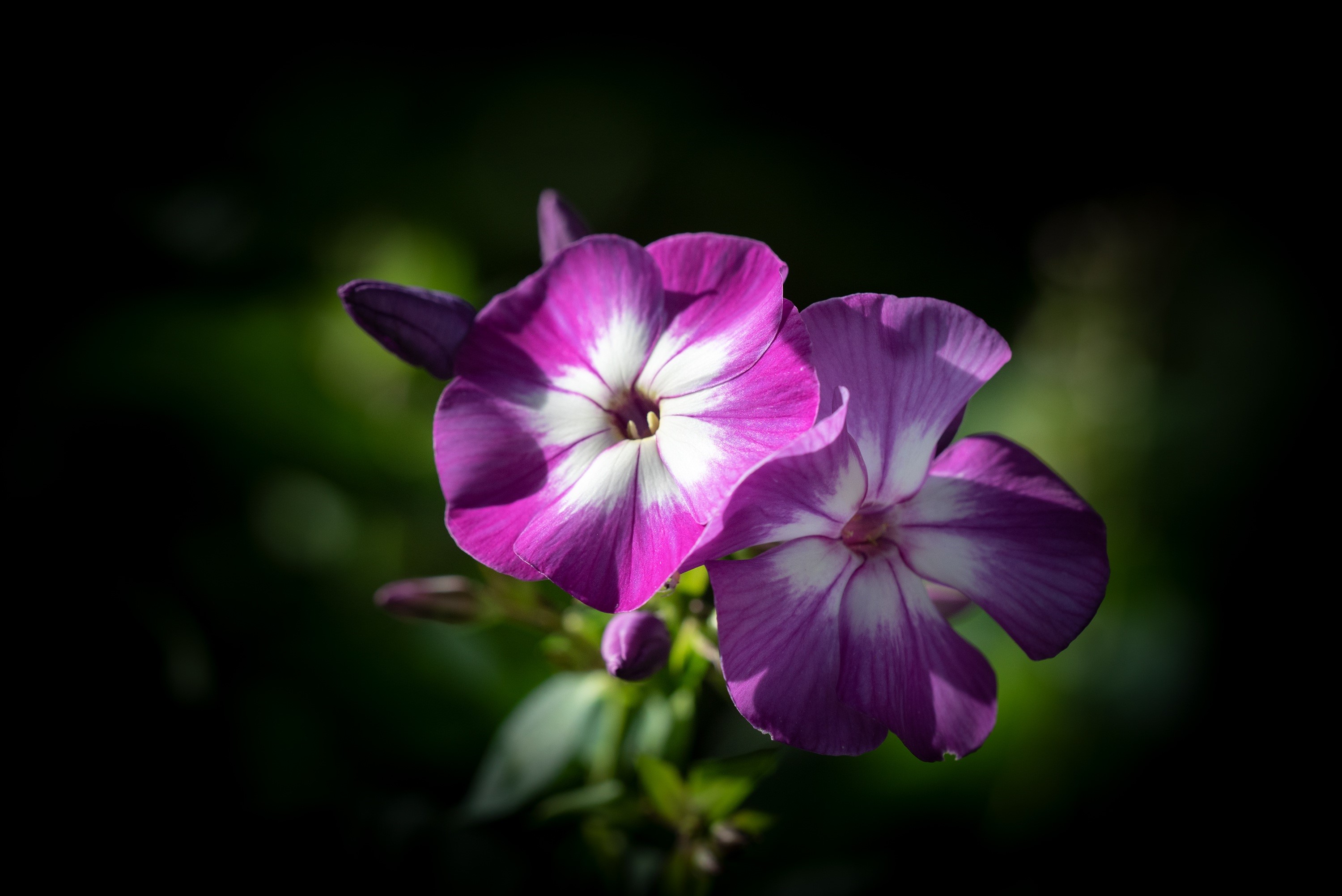 Two purple and white phlox flowers HD Wallpaper