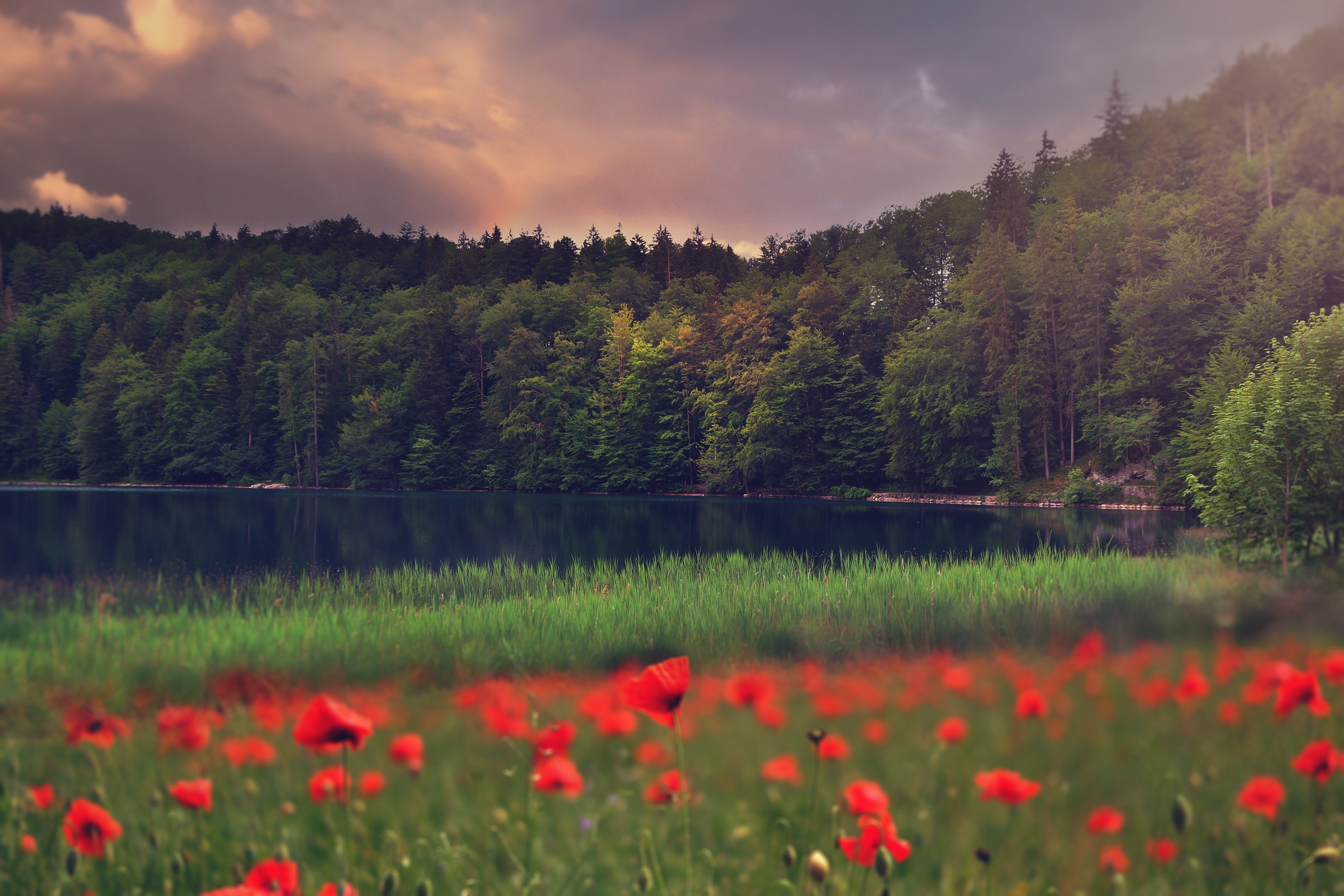 Field of Poppies by a Forested Lake HD Wallpaper