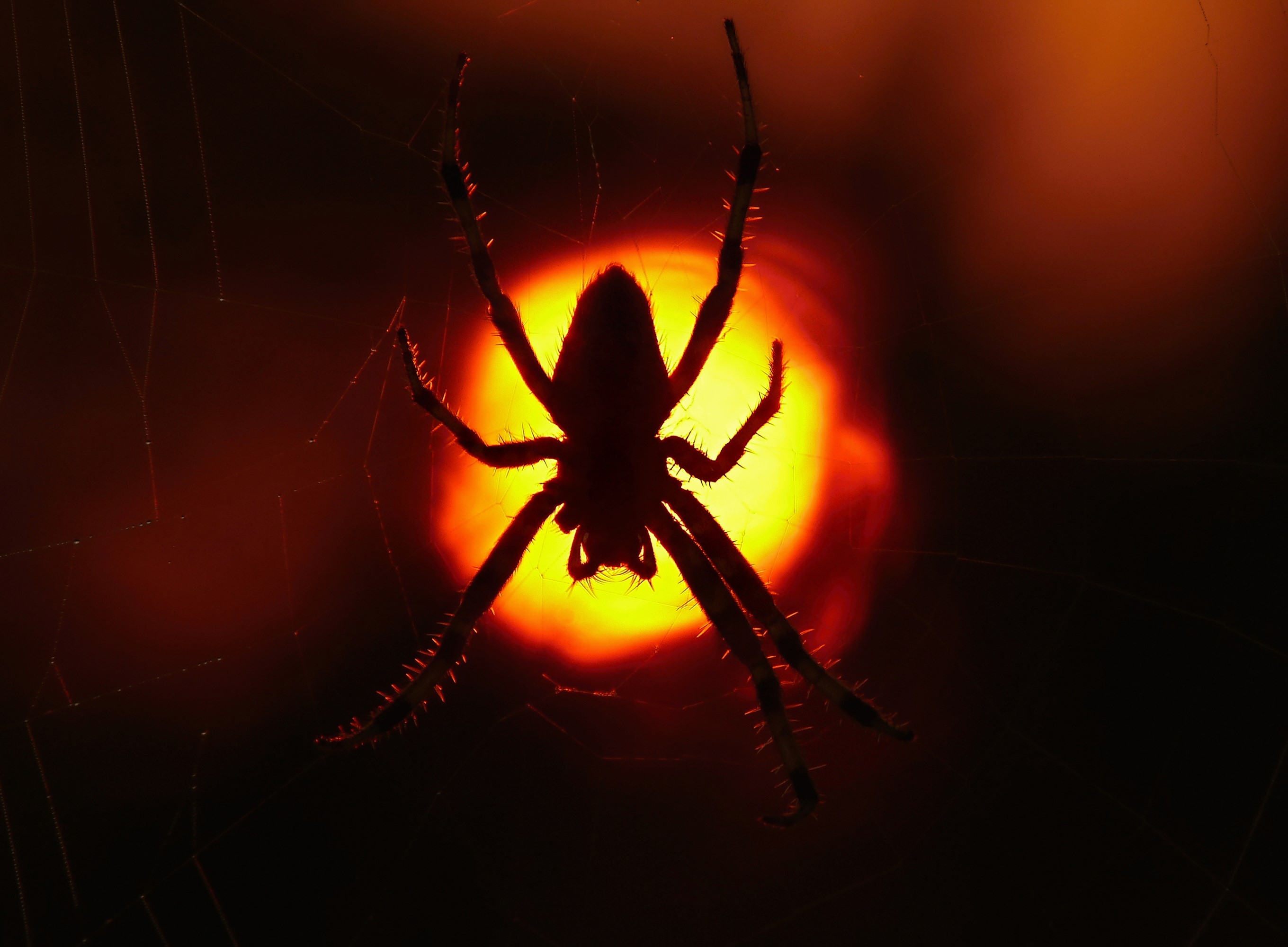 Silhouette of a spider on a web against a sunset HD Wallpaper