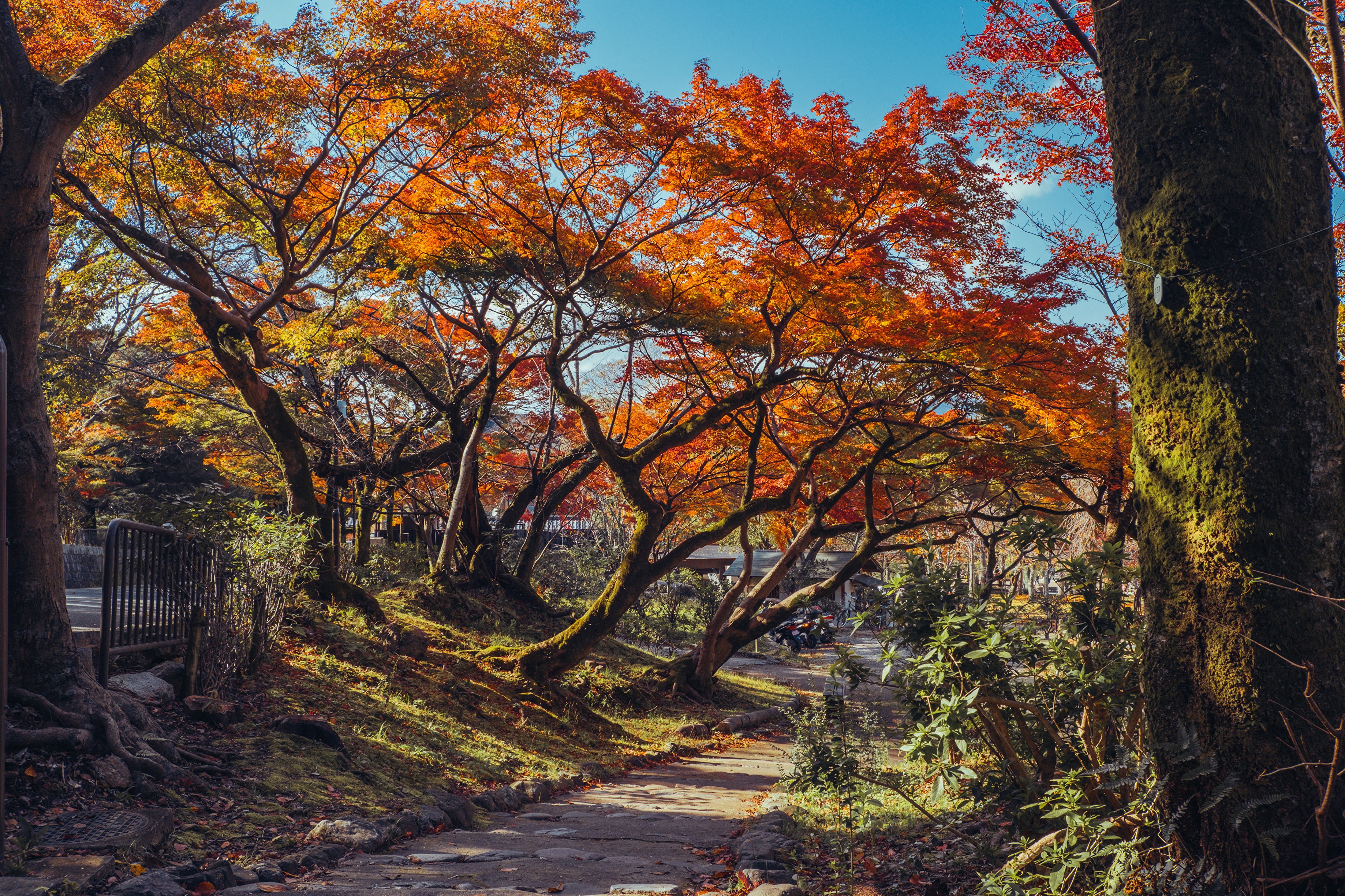 Autumn trees with orange foliage in Maruyama Park, Kyoto, Japan HD Wallpaper