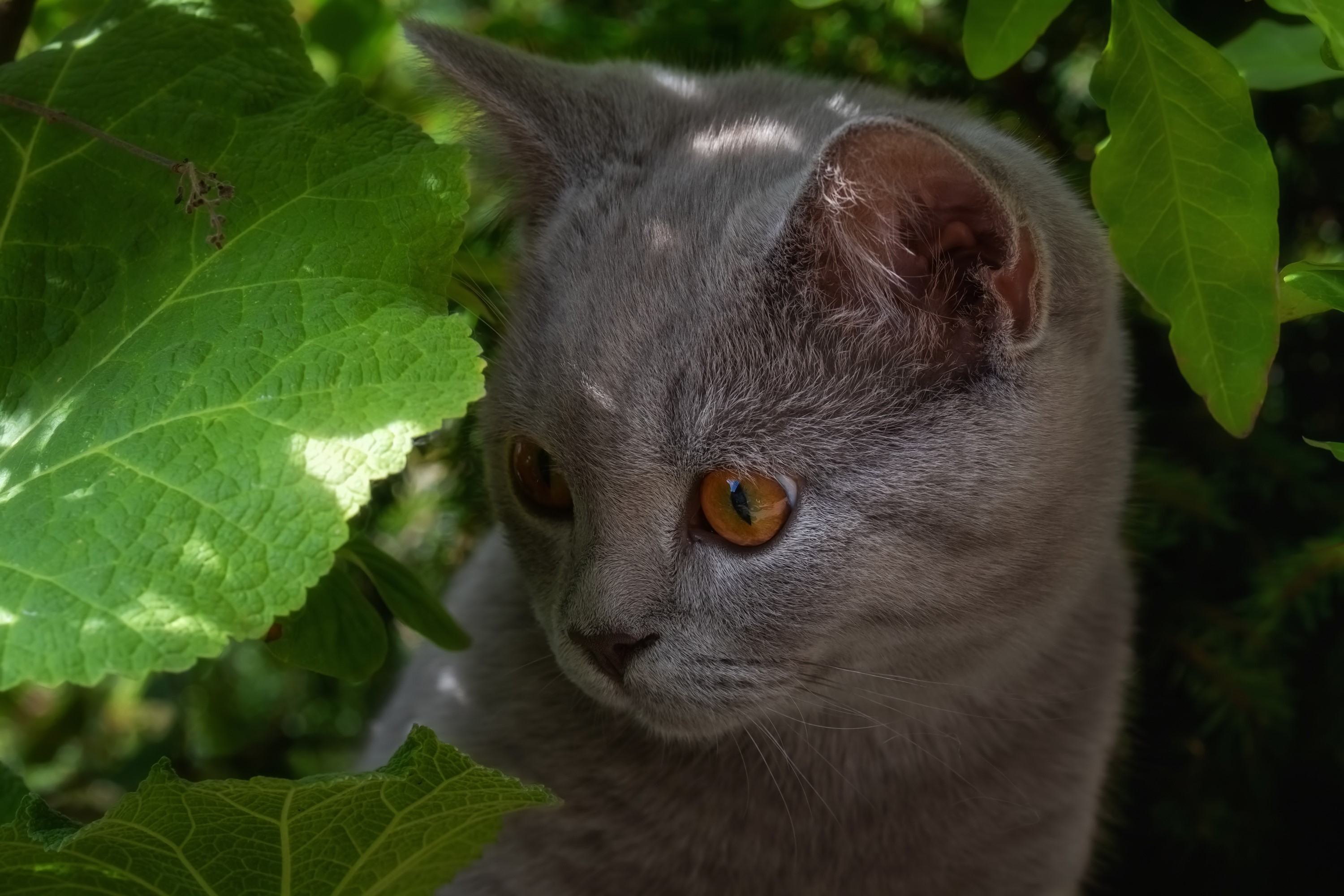 Grey cat with orange eyes peeking through green leaves HD Wallpaper