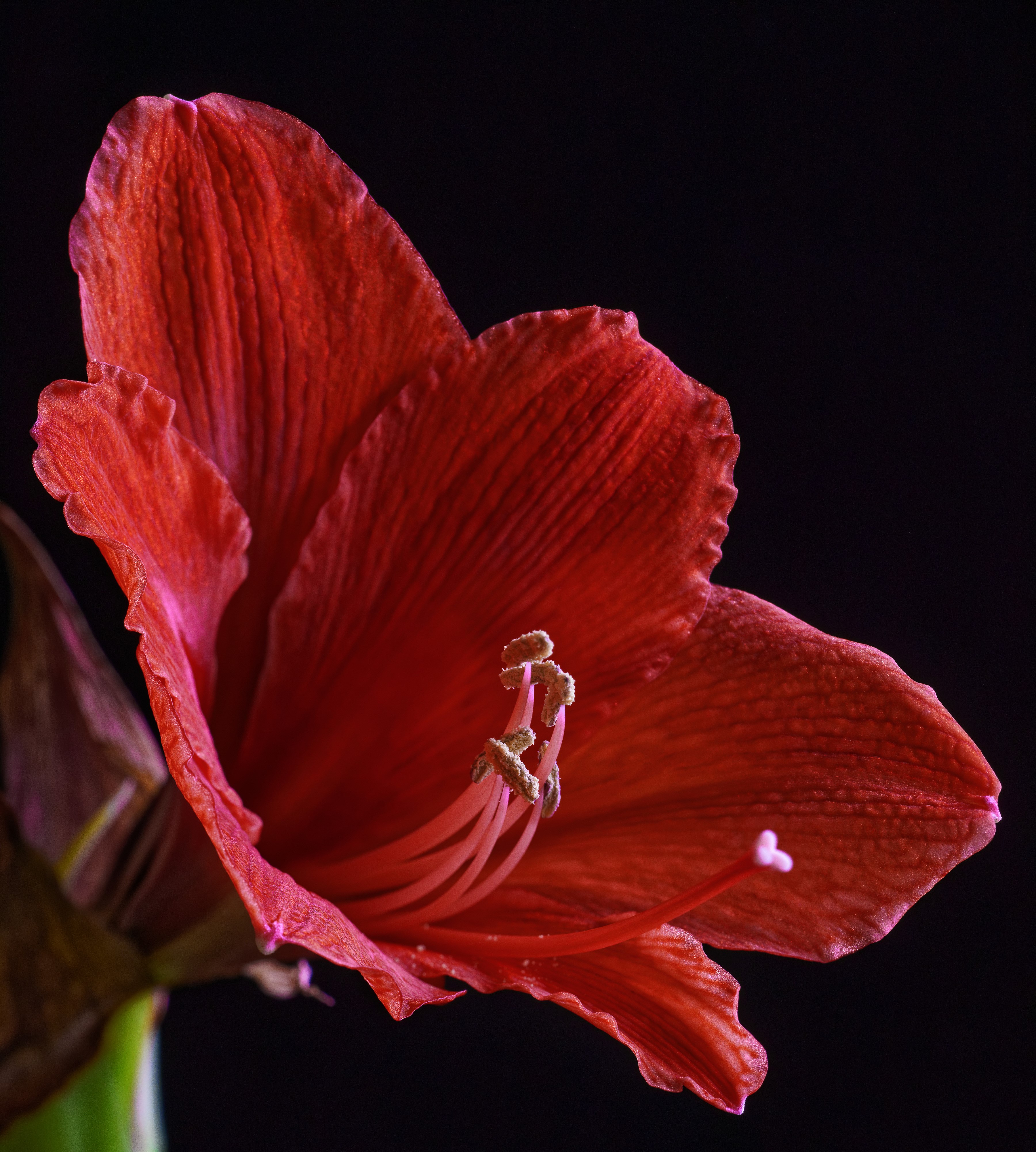 Red Amaryllis Flower Closeup HD Wallpaper