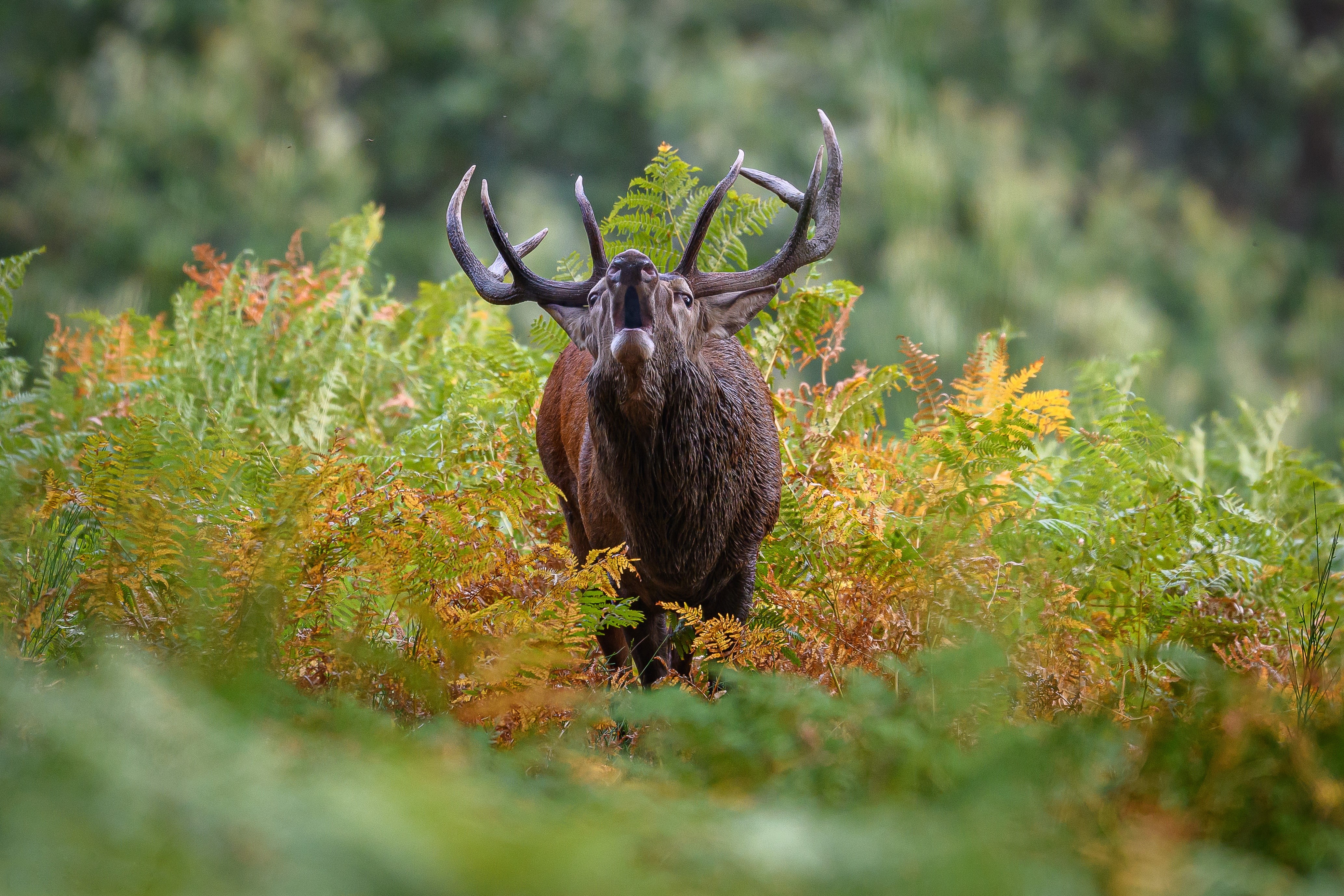 Deer with large antlers roaring in ferns HD Wallpaper