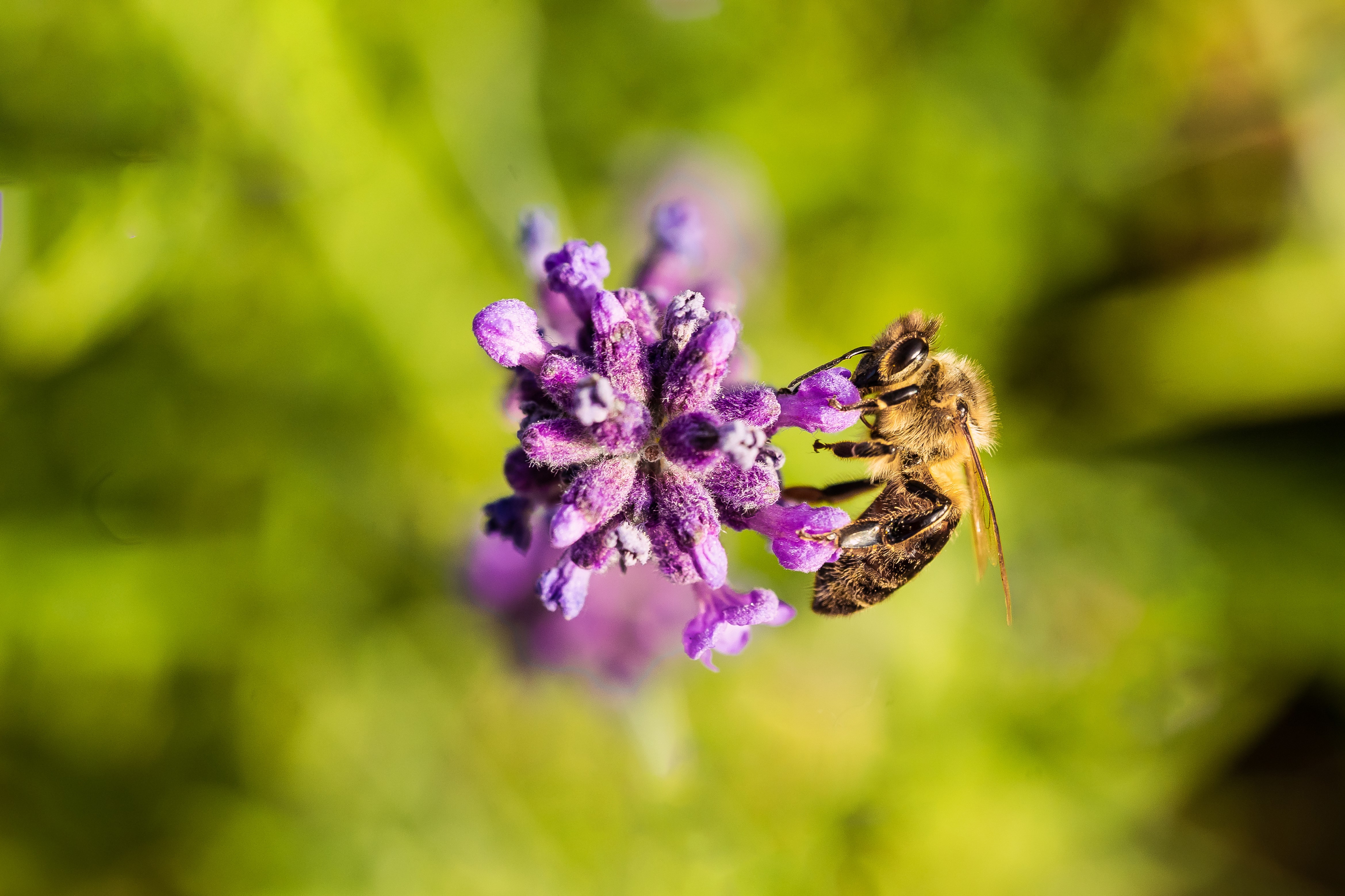 Bee on Lavender Flower, Bokeh HD Wallpaper