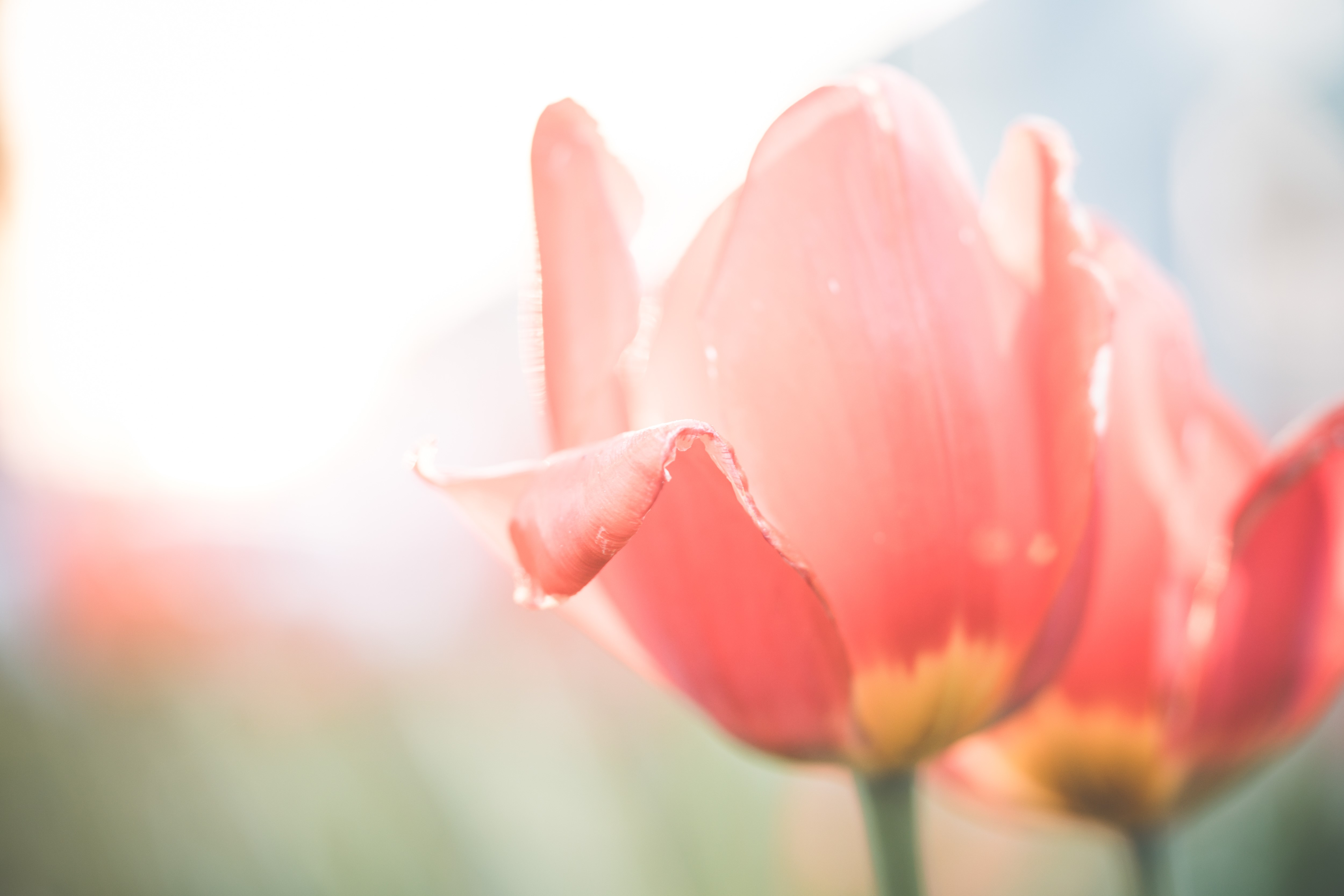 Close-up of Pink Tulips with Bokeh HD Wallpaper