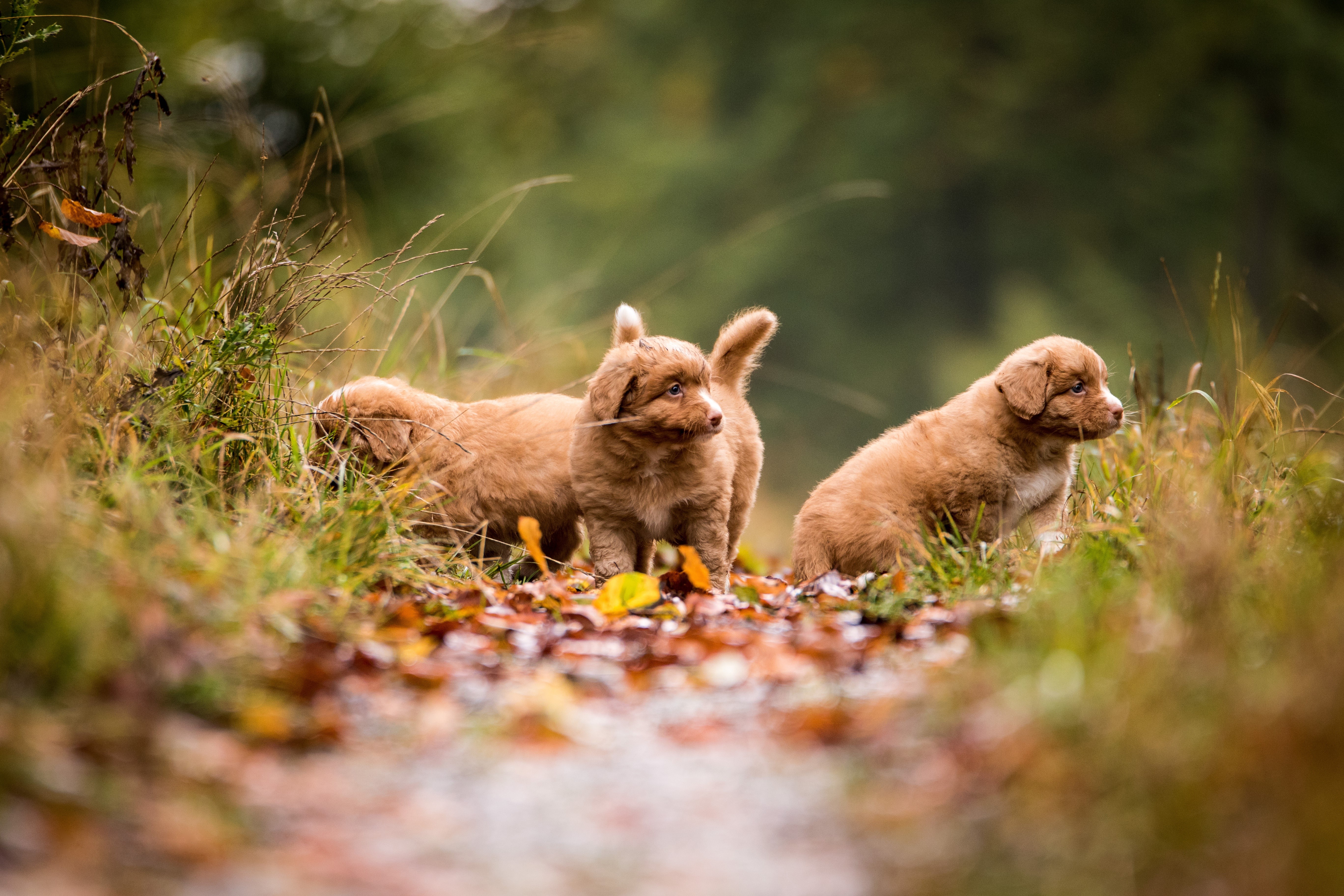 Nova Scotia Duck Tolling Retriever Puppies on a Trail HD Wallpaper