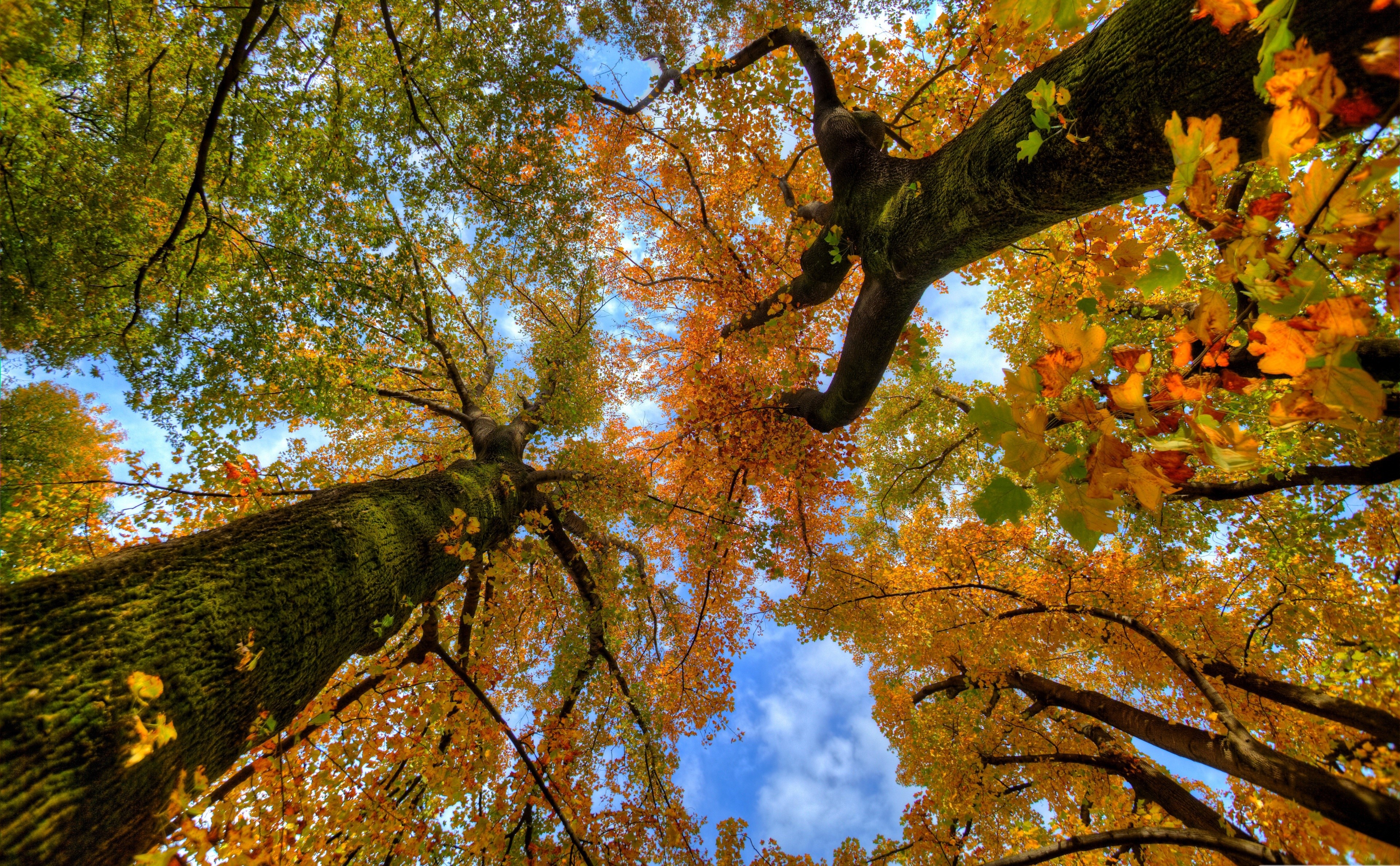 4K Autumn Forest Bottom View HD Wallpaper