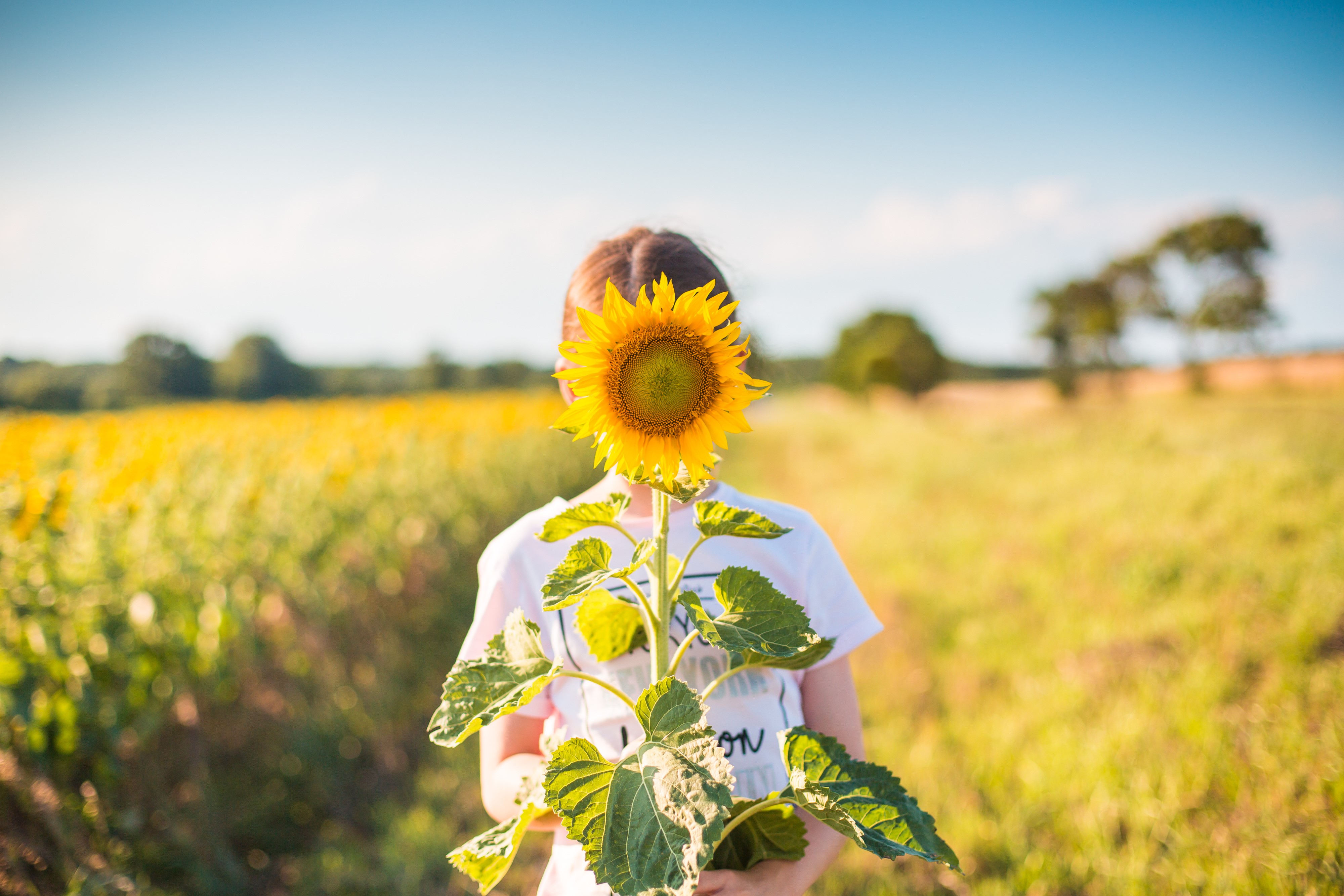Girl holding a sunflower in a field HD Wallpaper